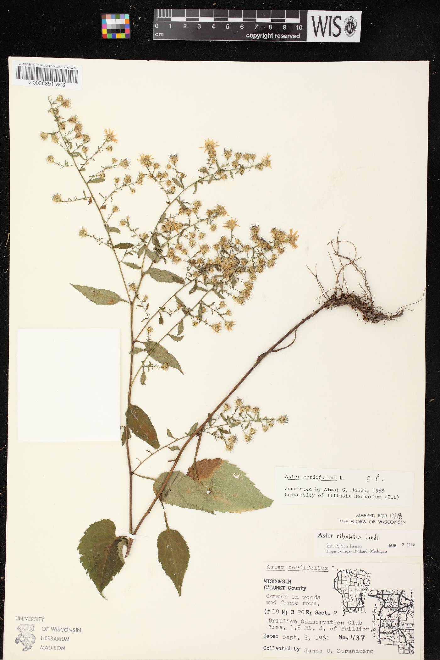 Symphyotrichum cordifolium image