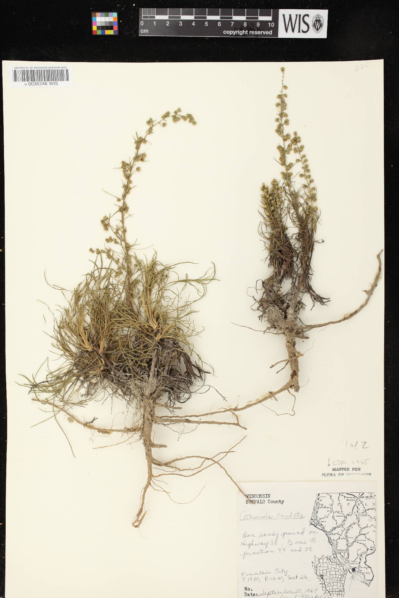 Artemisia campestris image