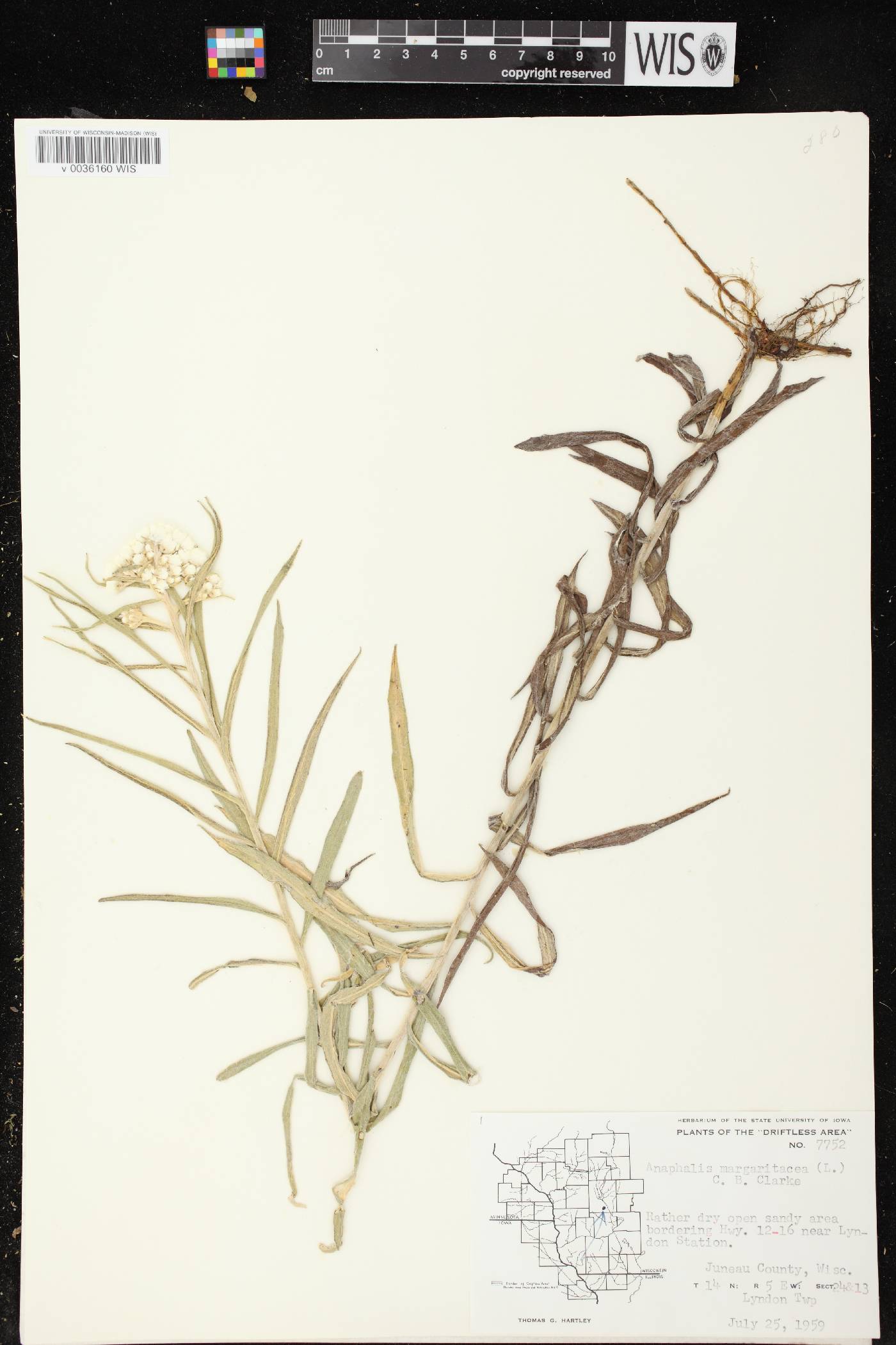 Anaphalis margaritacea image