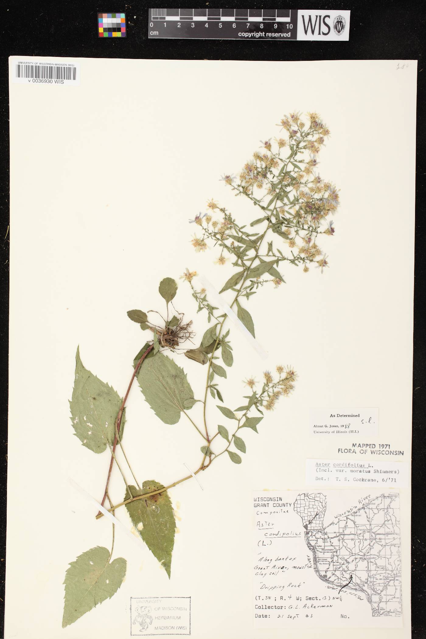 Symphyotrichum cordifolium image