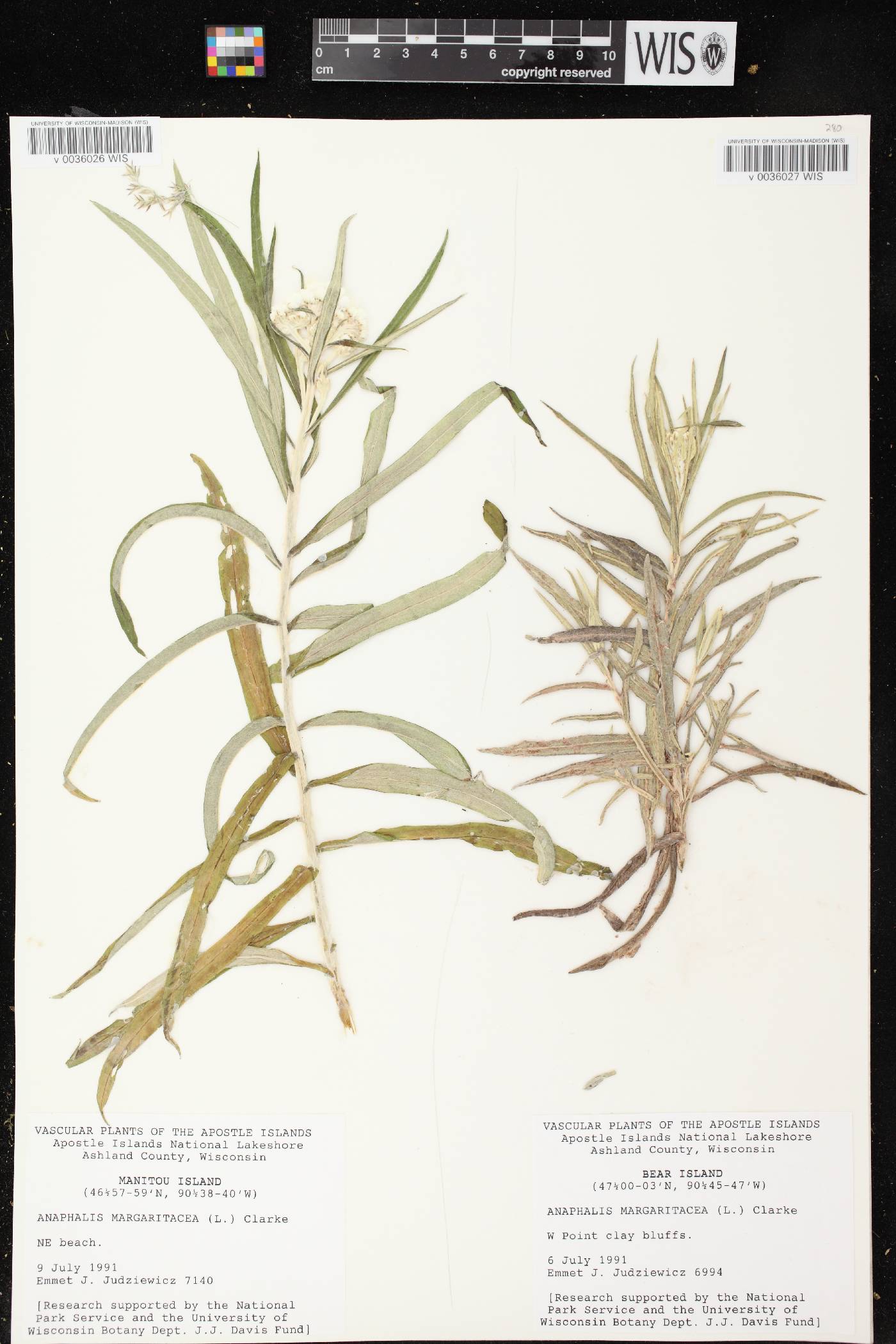 Anaphalis margaritacea image