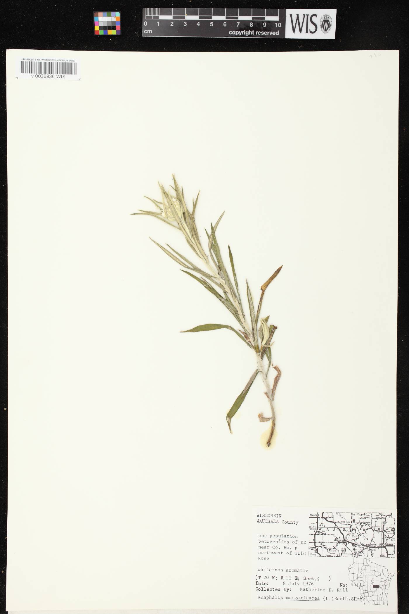 Anaphalis margaritacea image