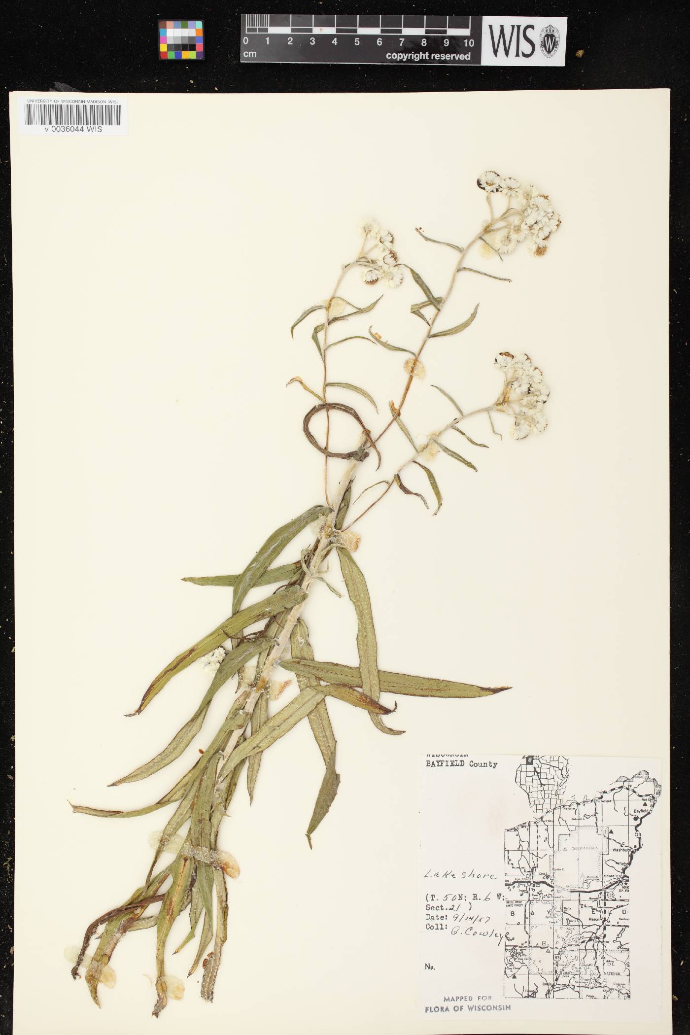 Anaphalis margaritacea image