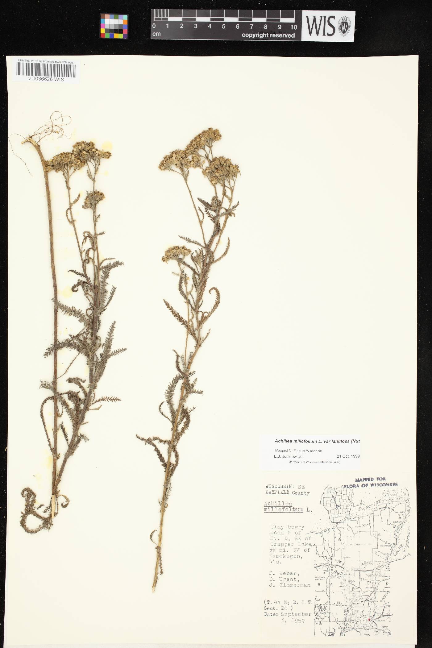 Achillea millefolium image