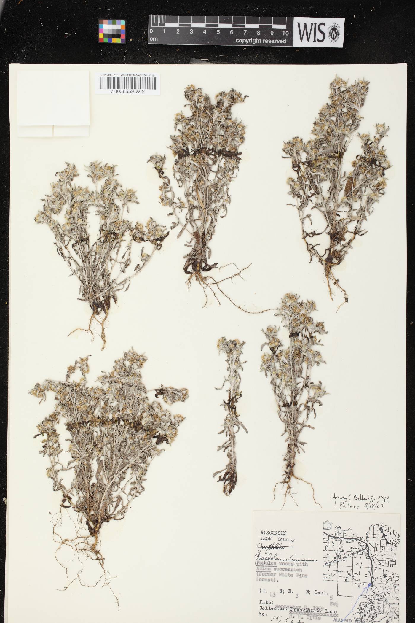 Gnaphalium uliginosum image