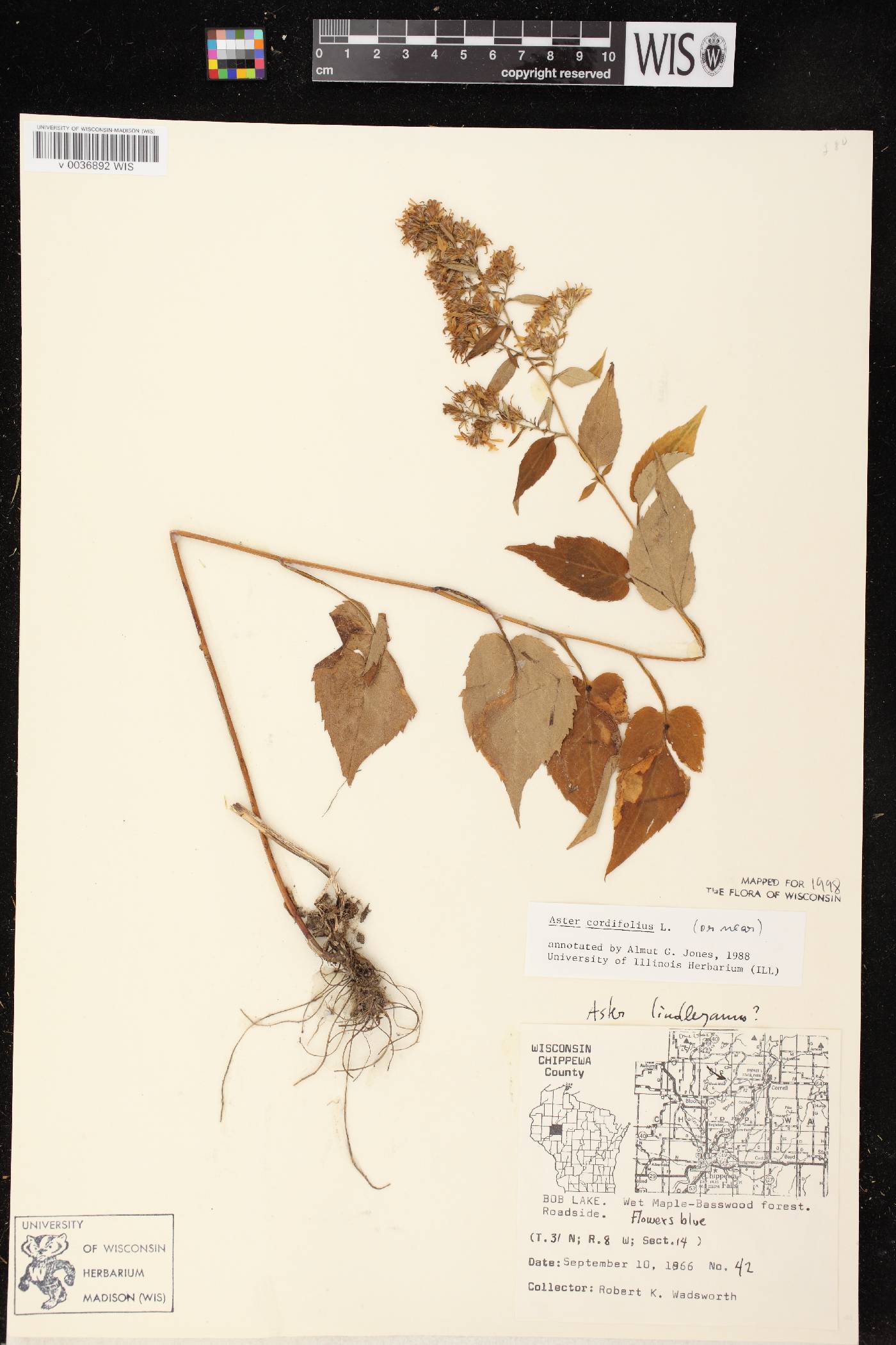Symphyotrichum cordifolium image