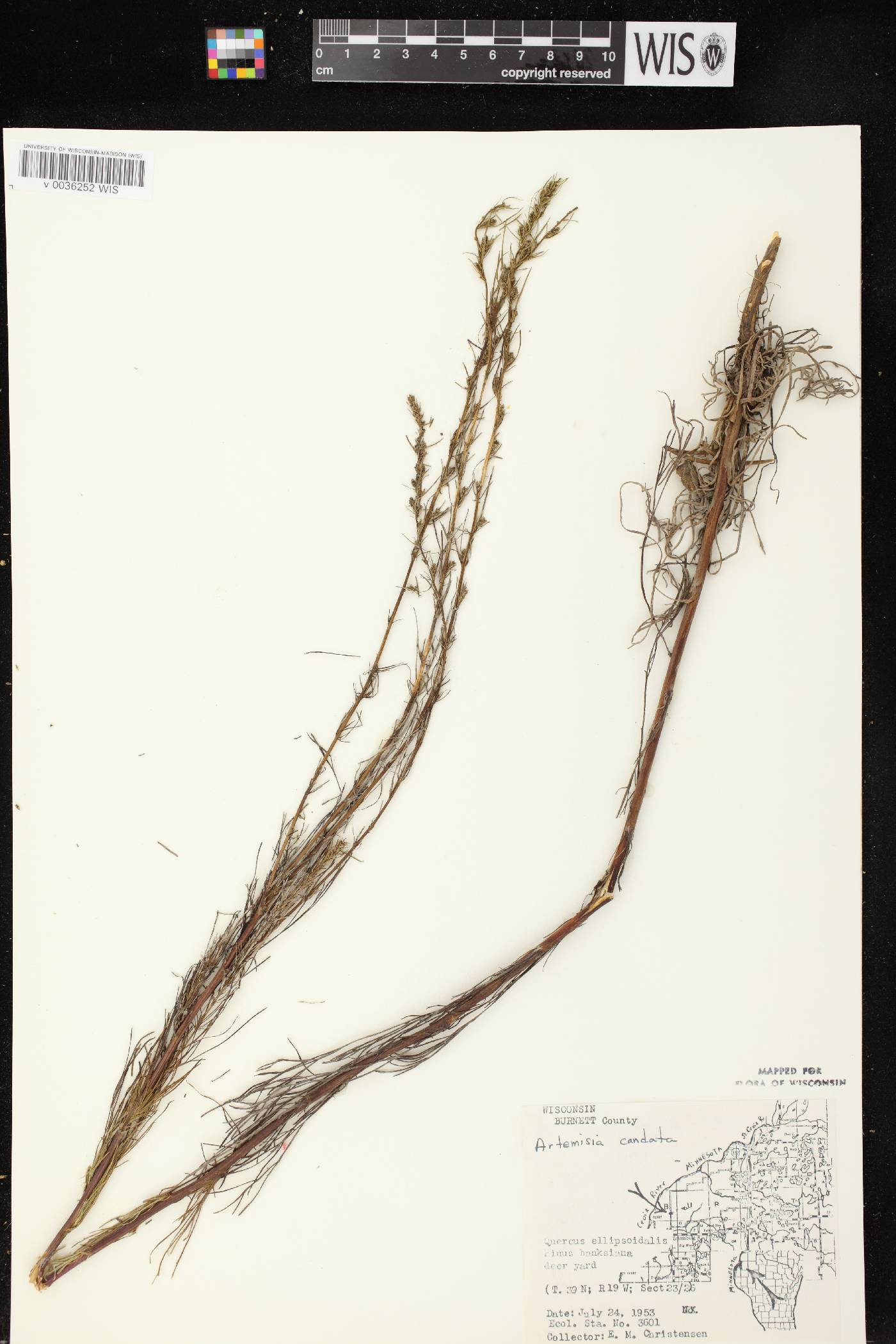 Artemisia campestris image