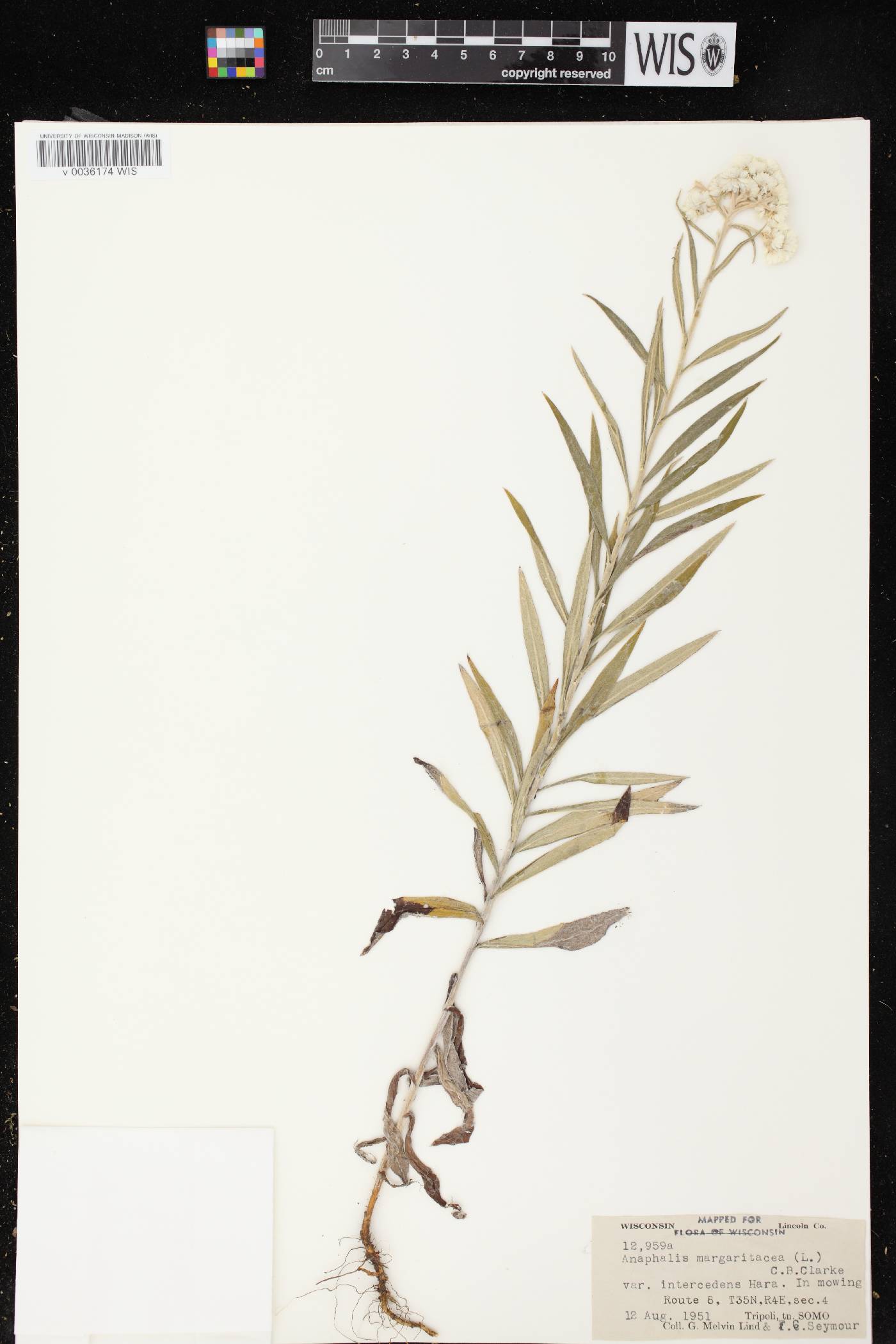 Anaphalis margaritacea image