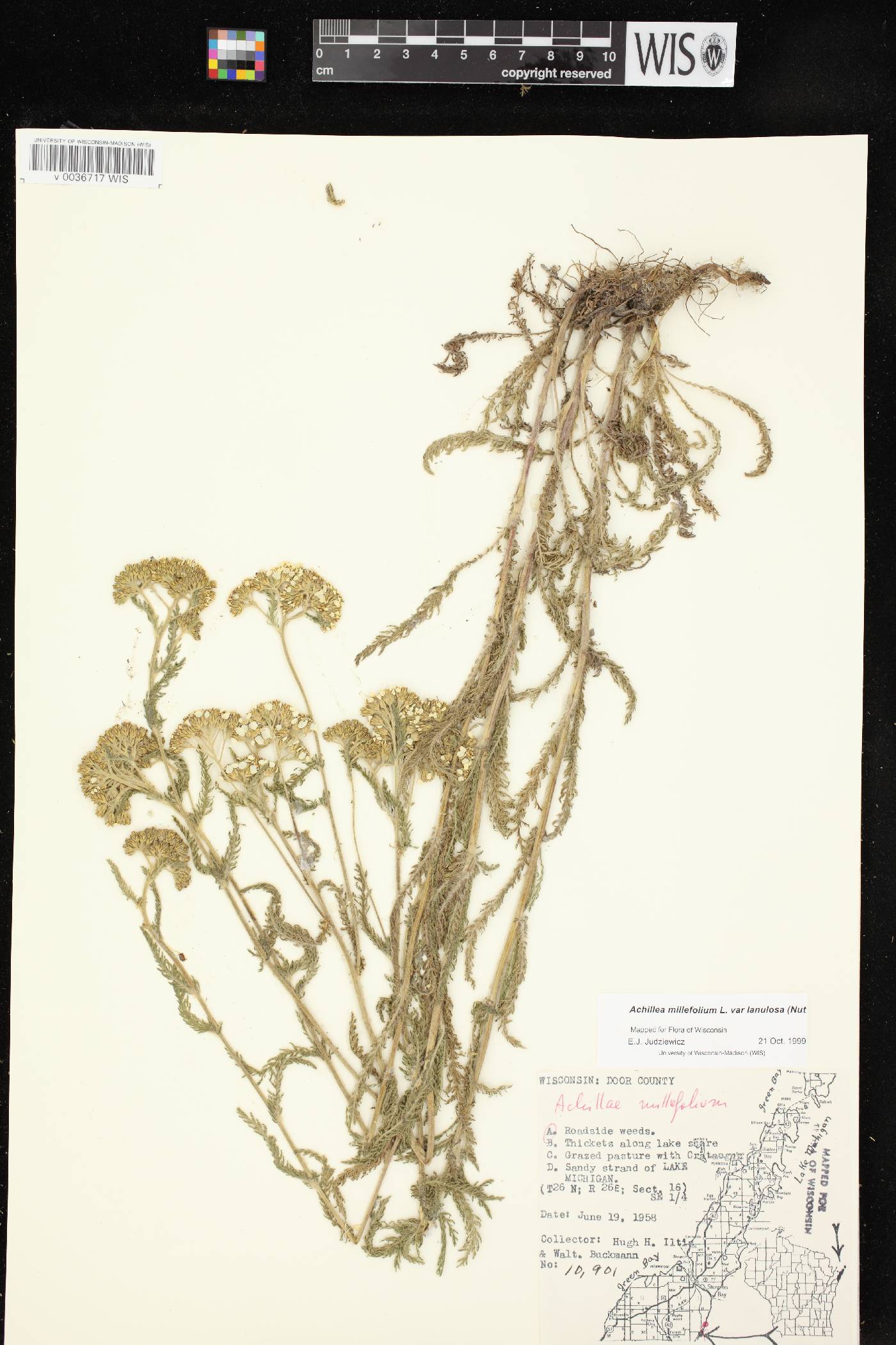 Achillea millefolium image