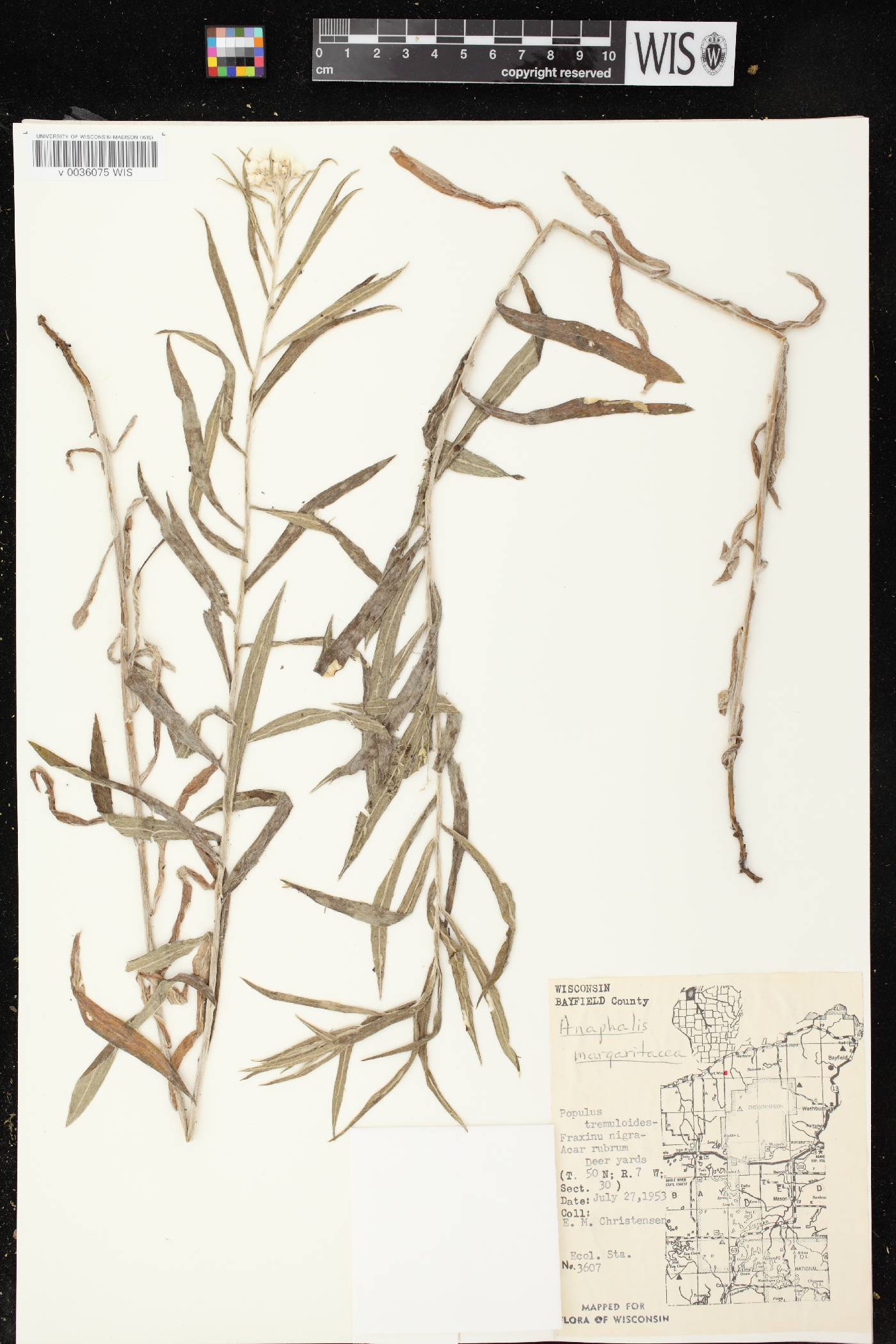 Anaphalis margaritacea image