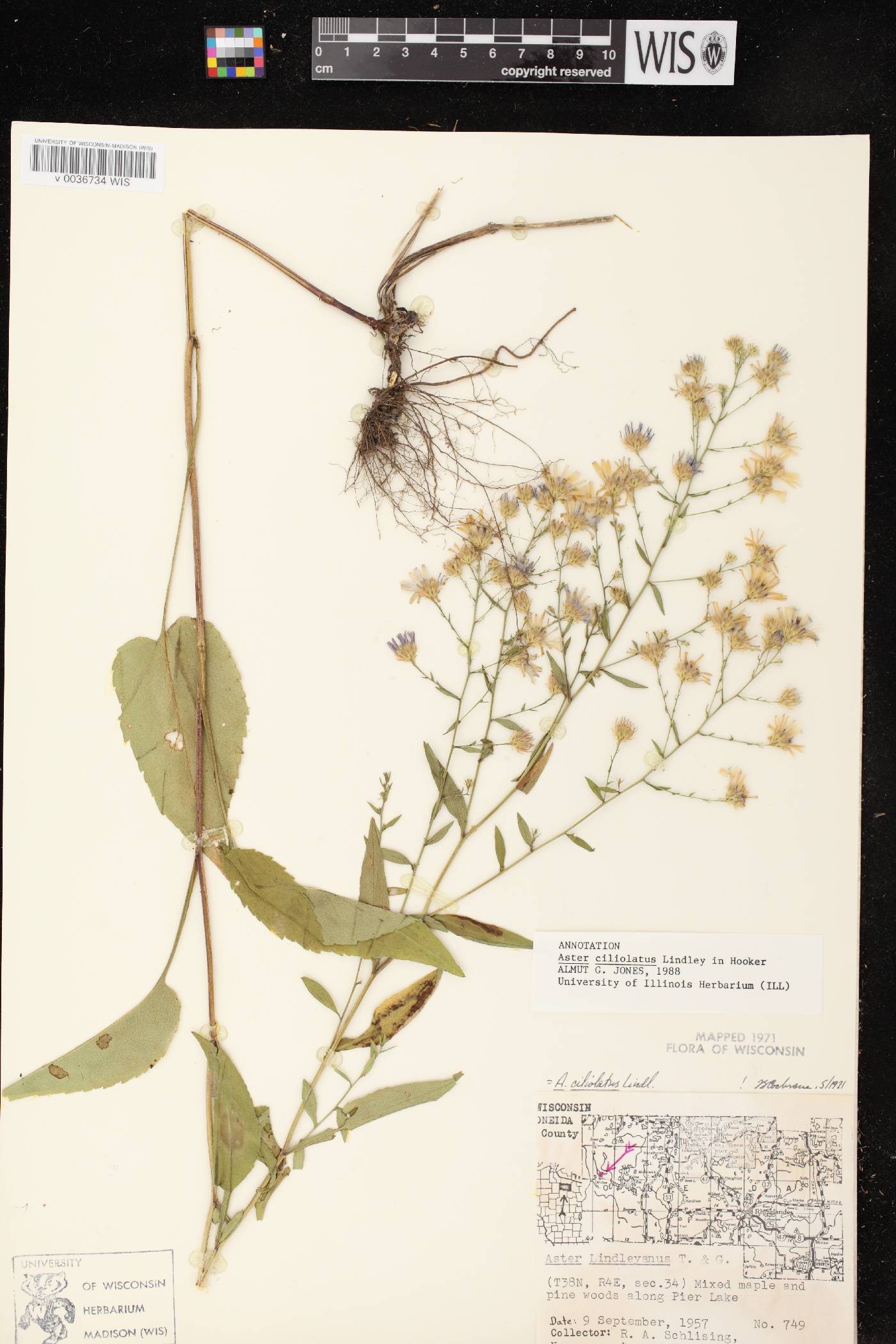 Symphyotrichum ciliolatum image