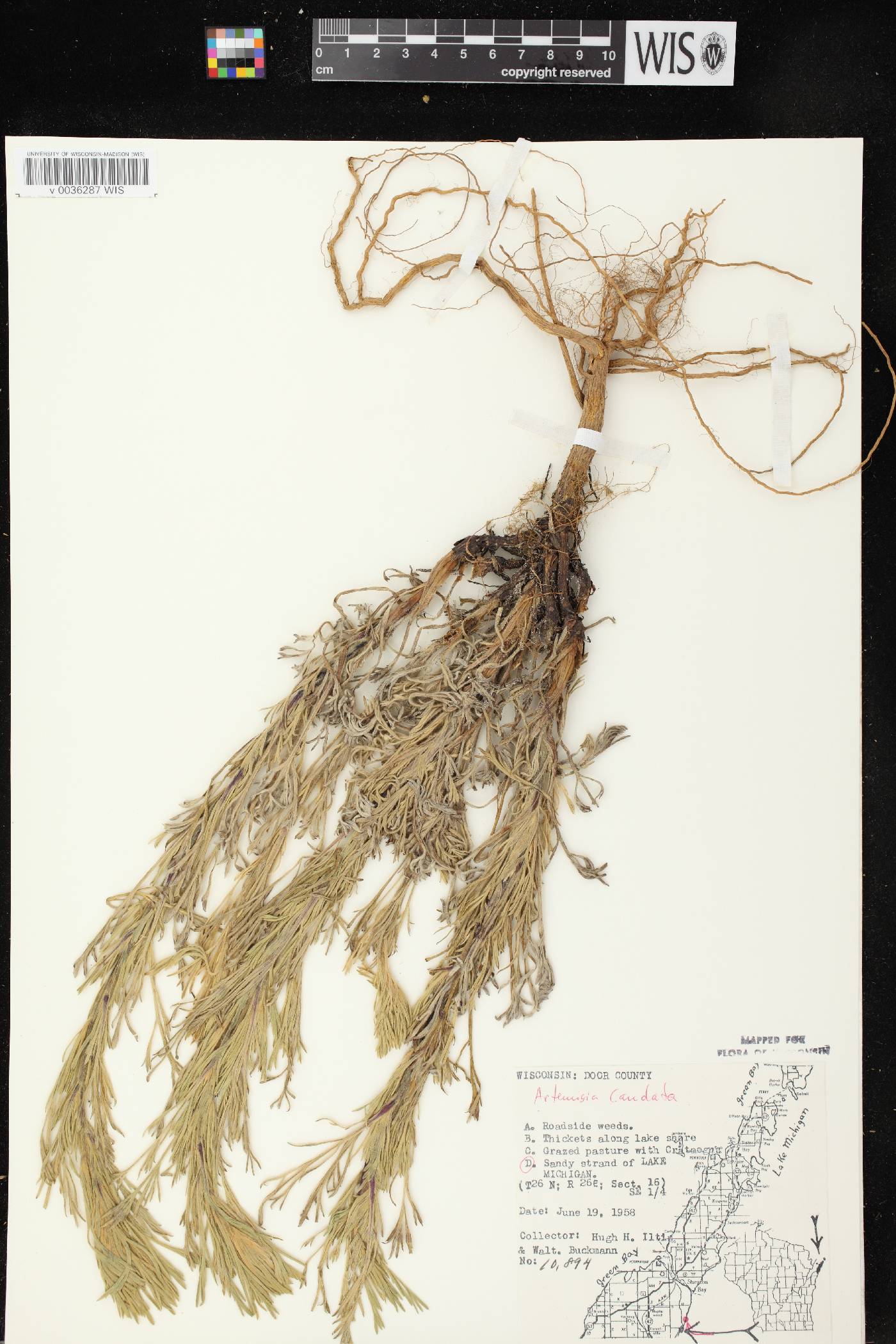 Artemisia campestris image