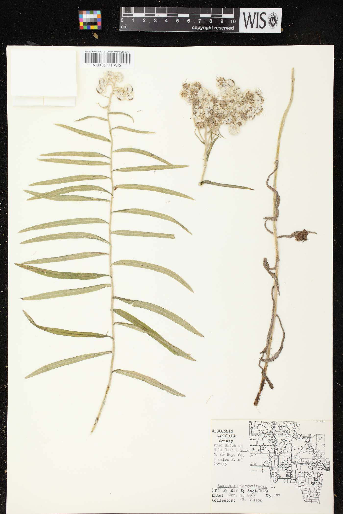 Anaphalis margaritacea image