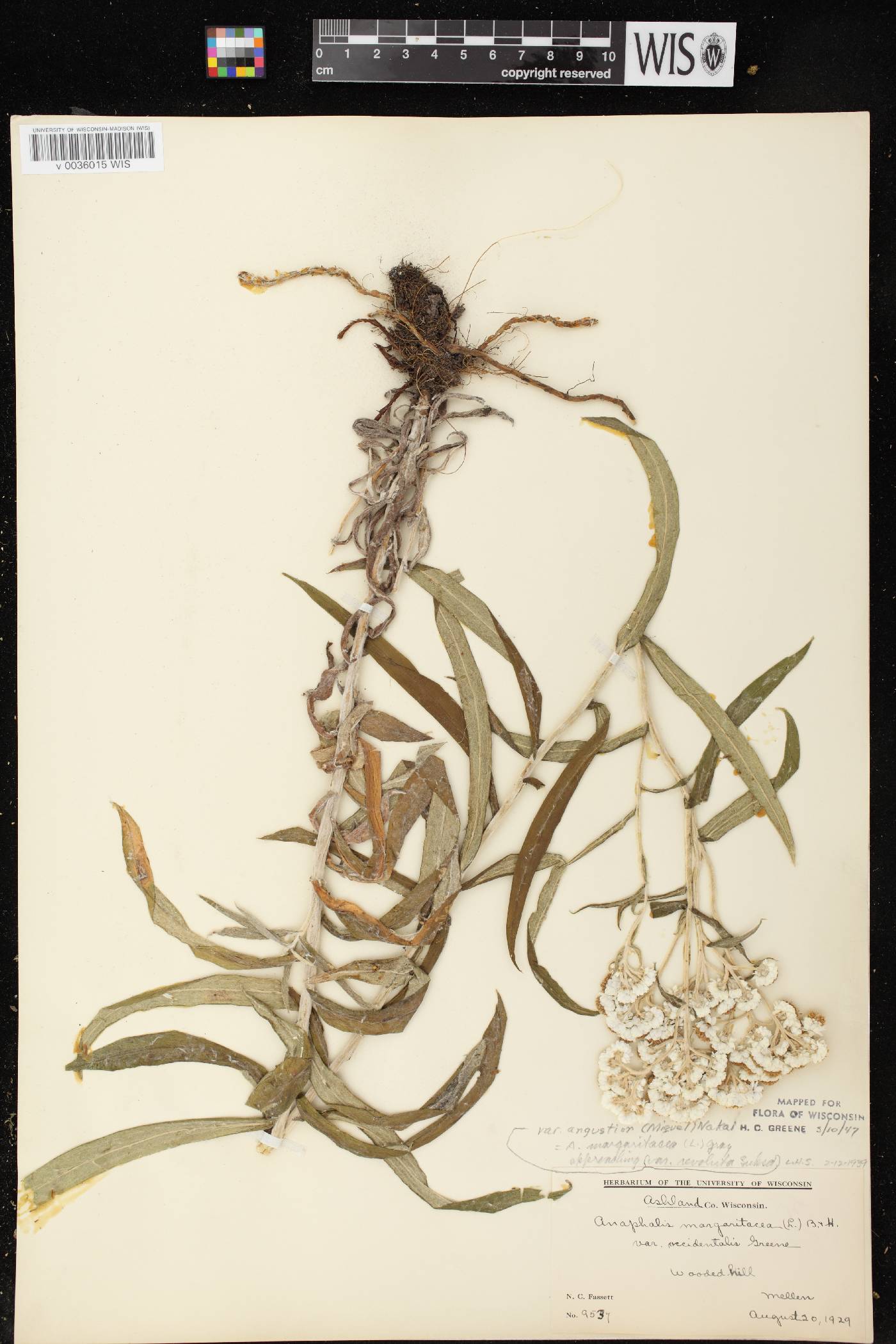 Anaphalis margaritacea image