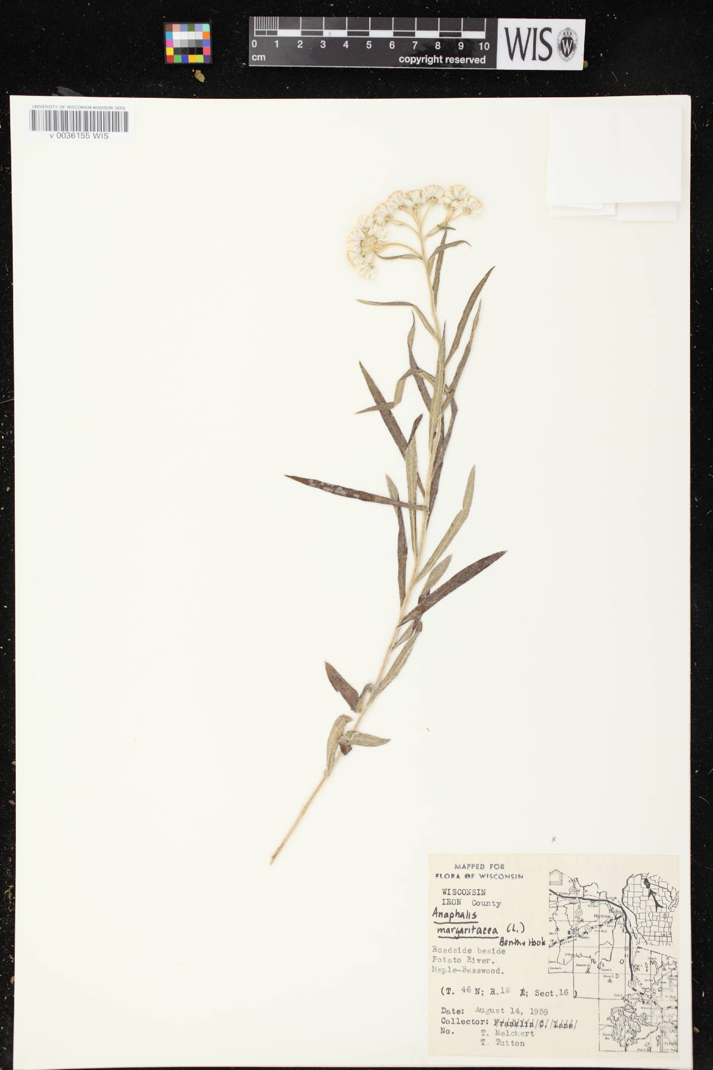 Anaphalis margaritacea image