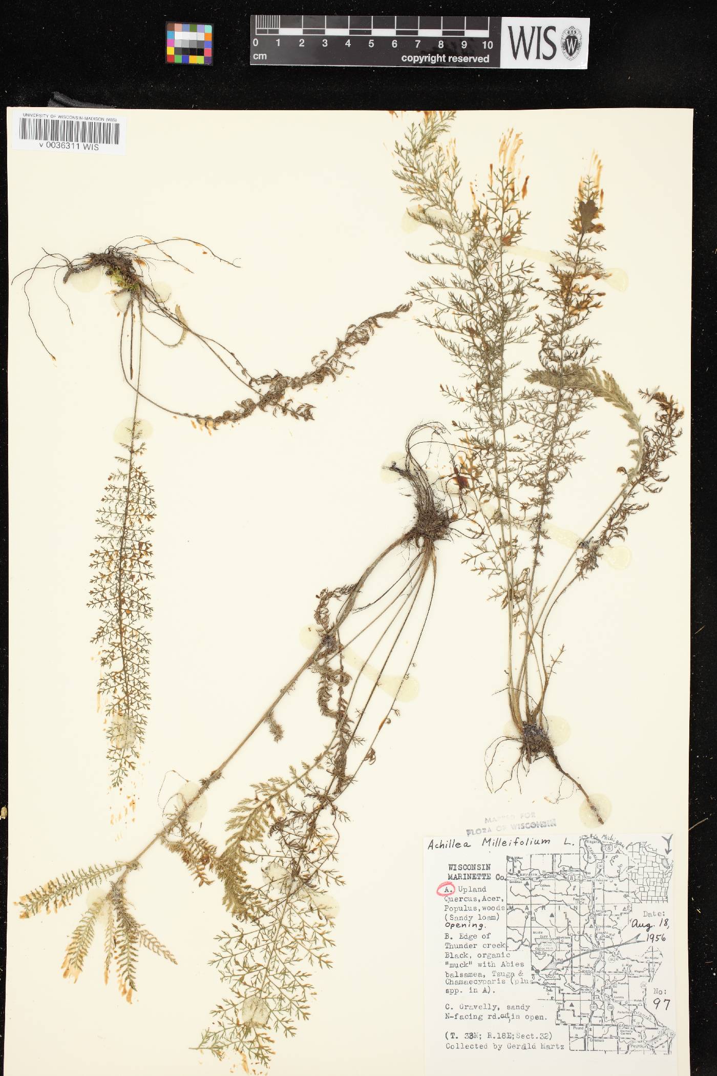 Achillea millefolium image