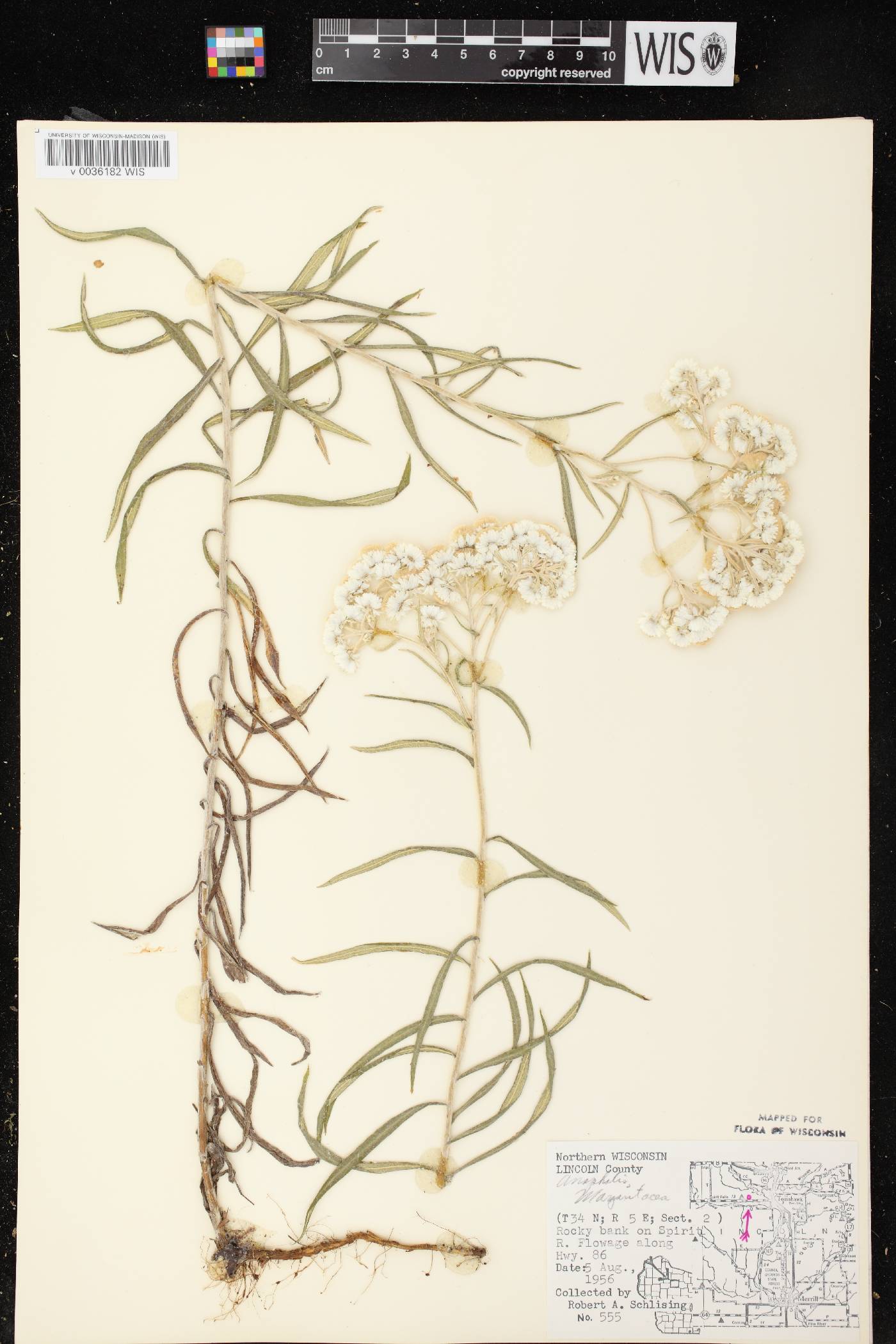 Anaphalis margaritacea image