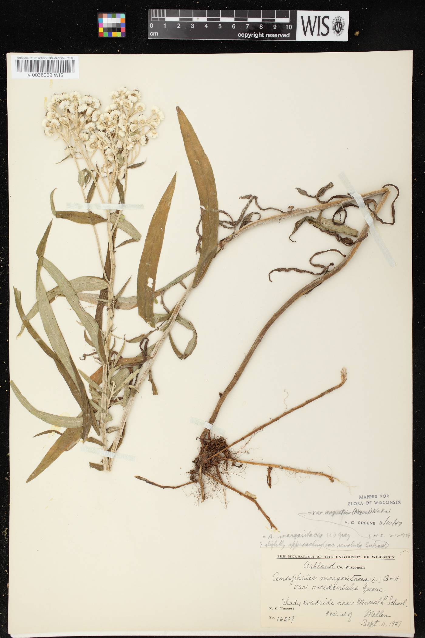 Anaphalis margaritacea image
