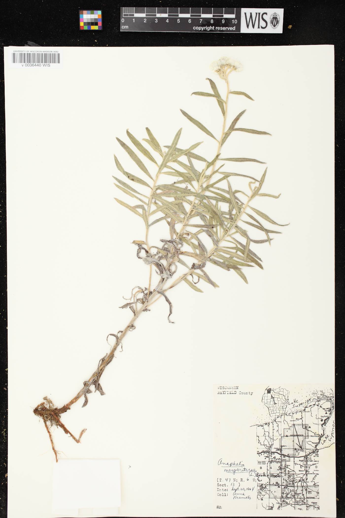 Anaphalis margaritacea image