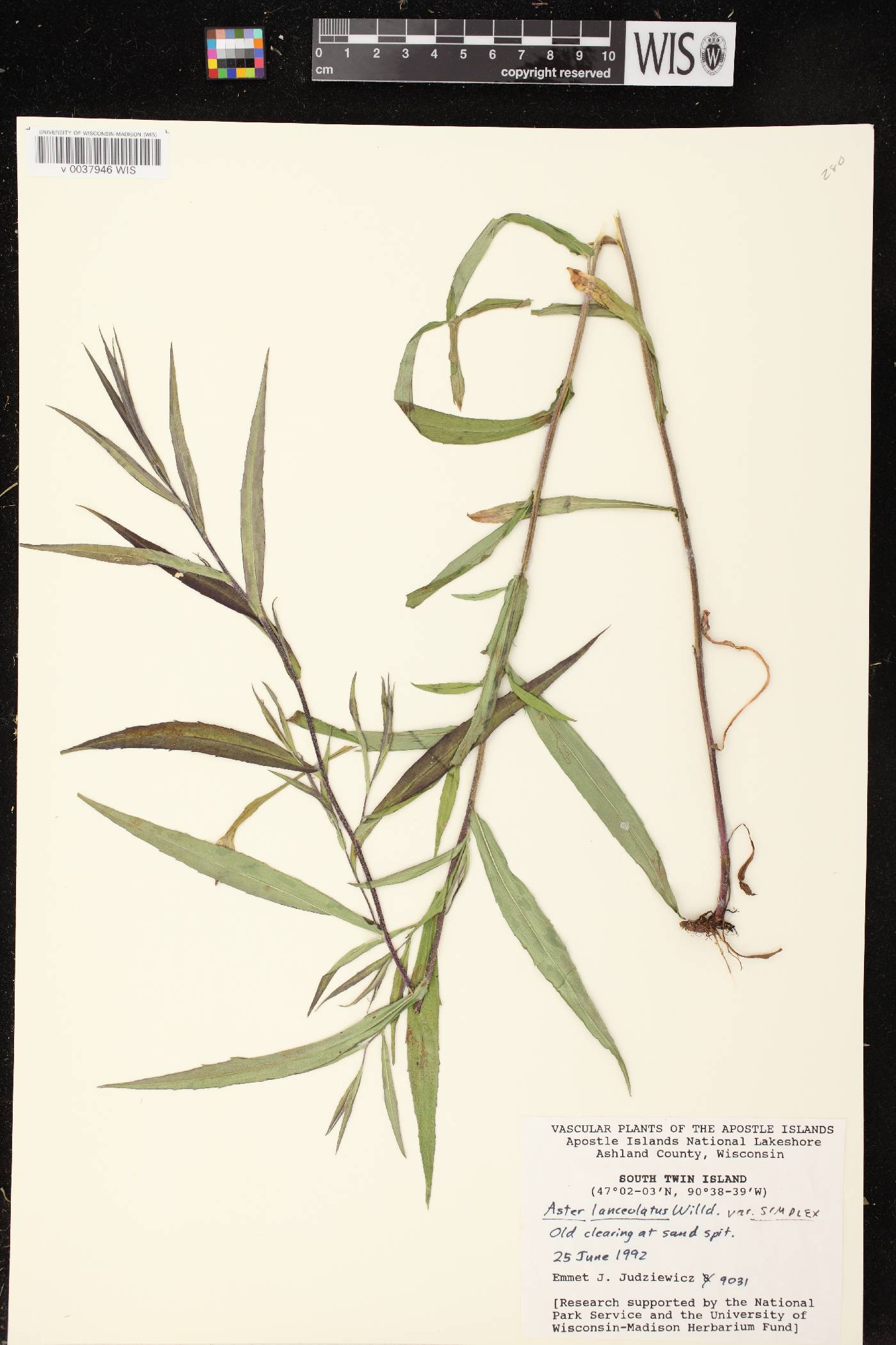 Symphyotrichum lanceolatum var. lanceolatum image