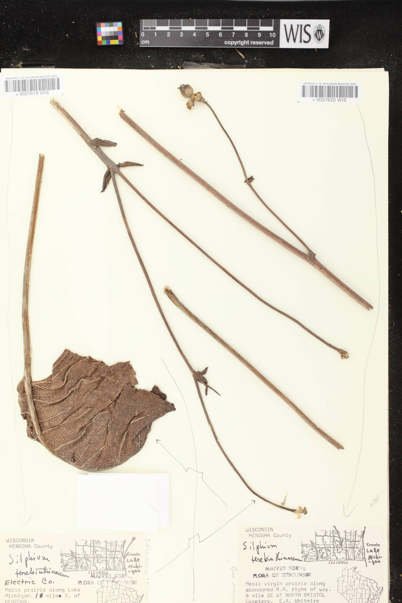 Silphium terebinthinaceum var. terebinthinaceum image