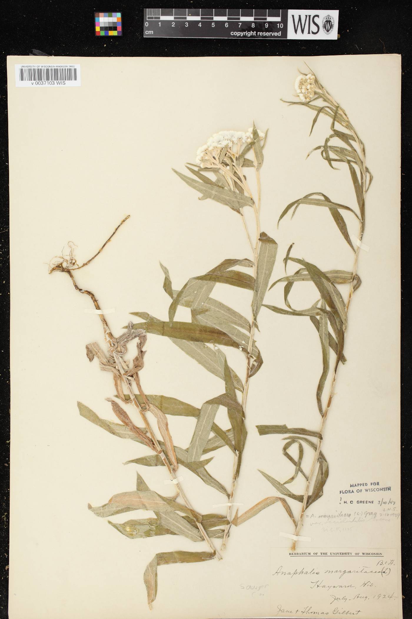 Anaphalis margaritacea image