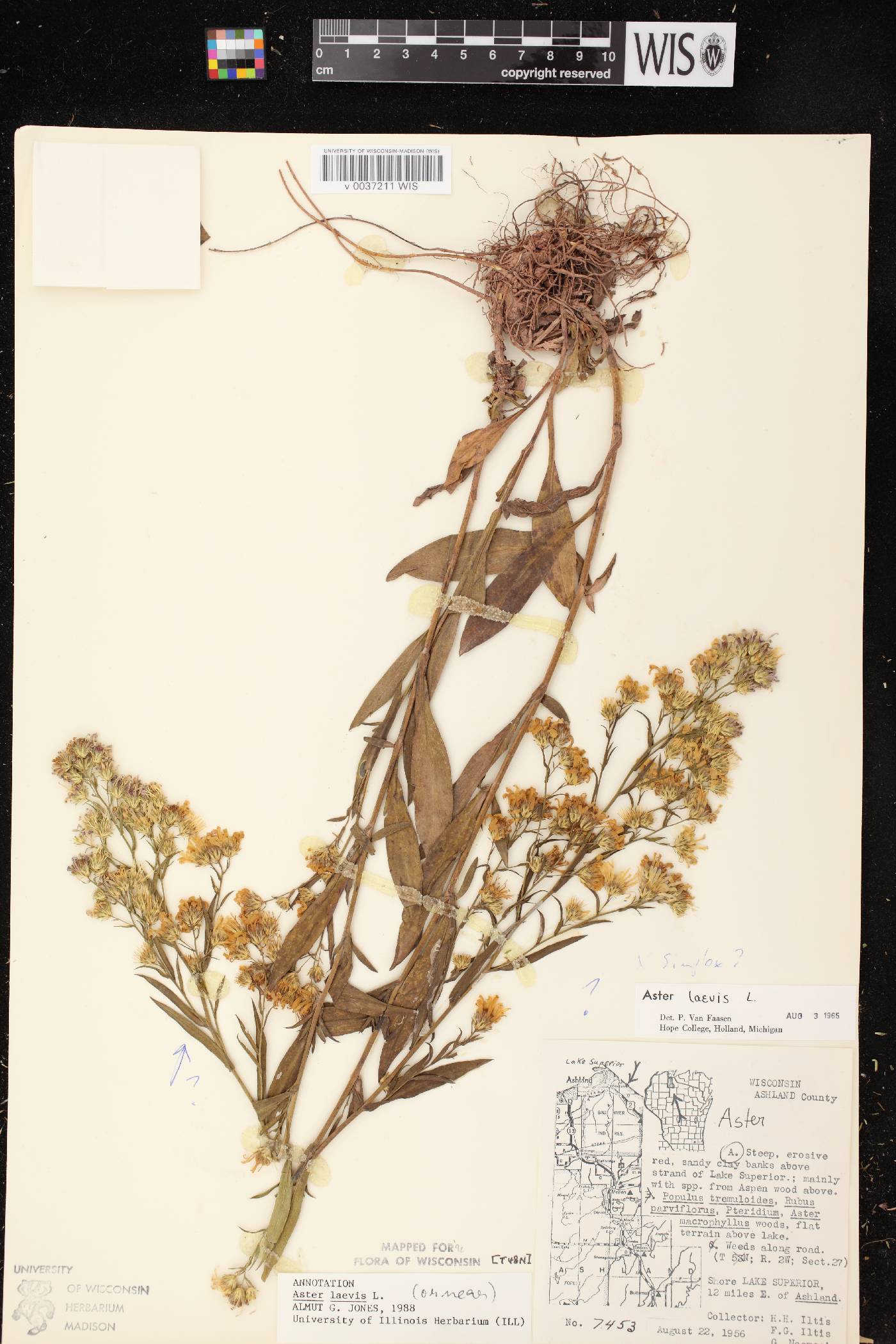 Symphyotrichum laeve var. laeve image