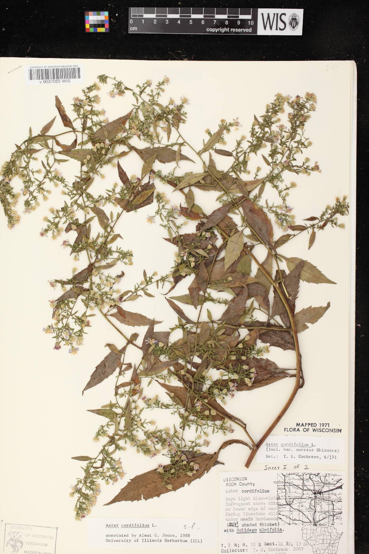 Symphyotrichum cordifolium image