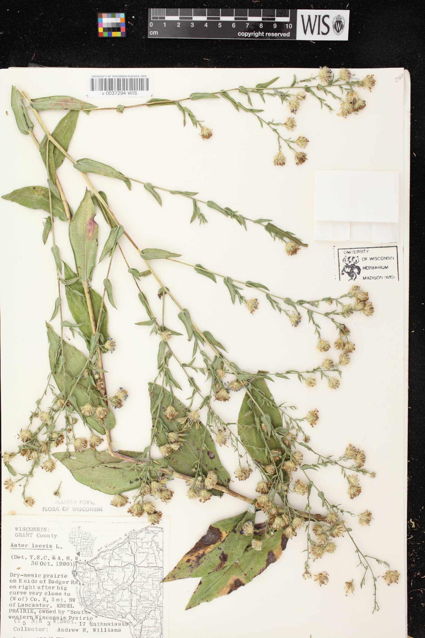 Symphyotrichum laeve image