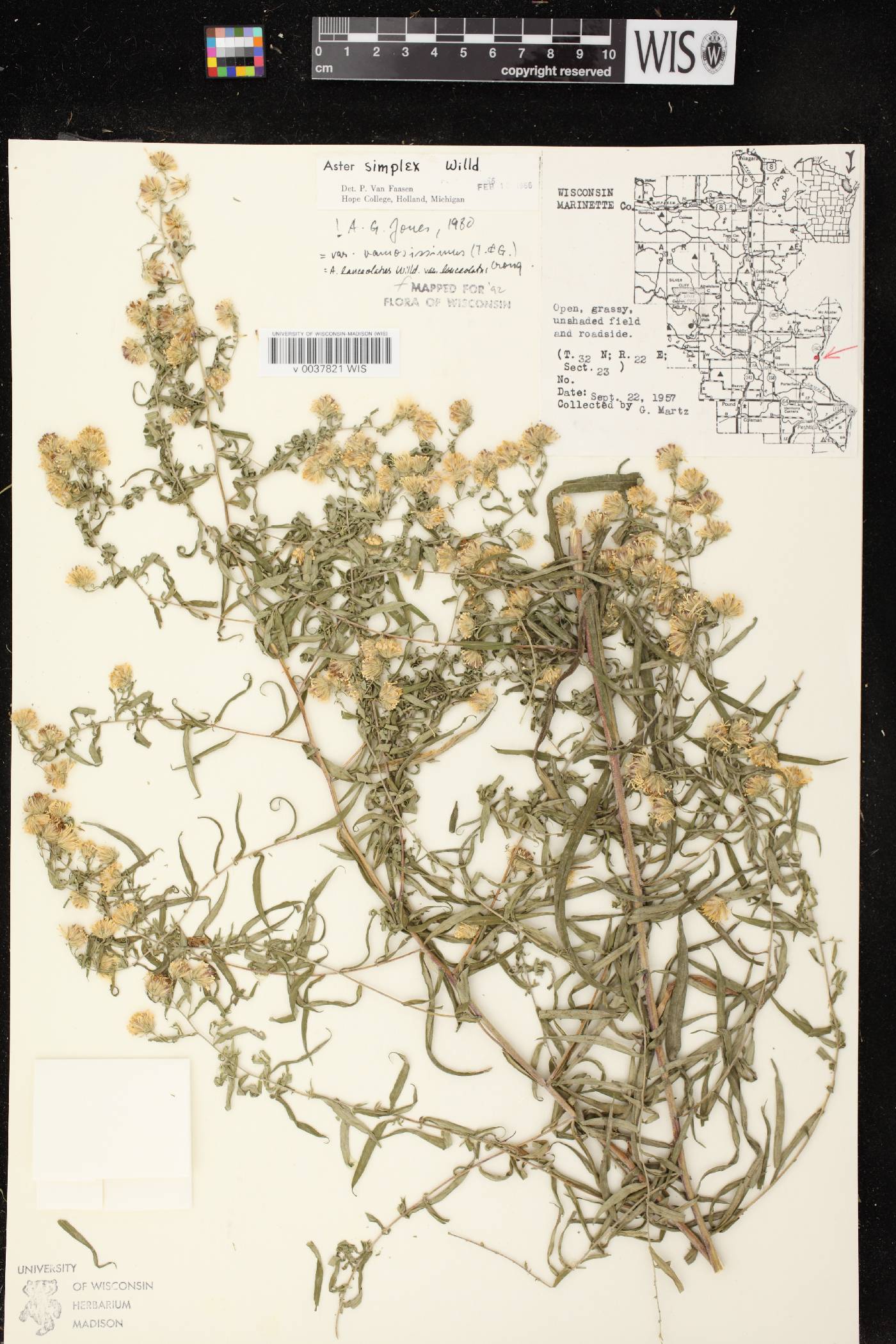 Symphyotrichum lanceolatum var. lanceolatum image