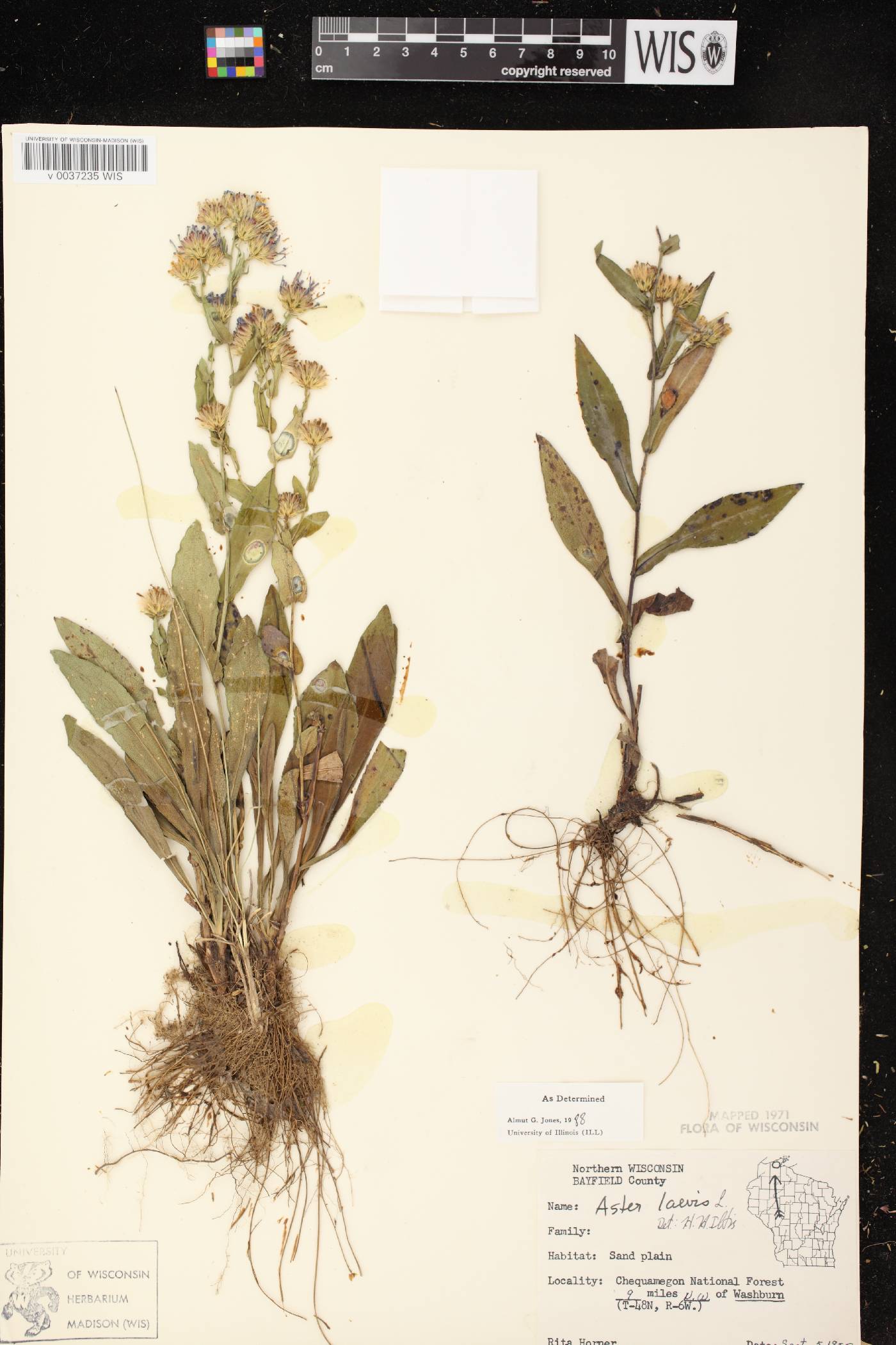 Symphyotrichum laeve image
