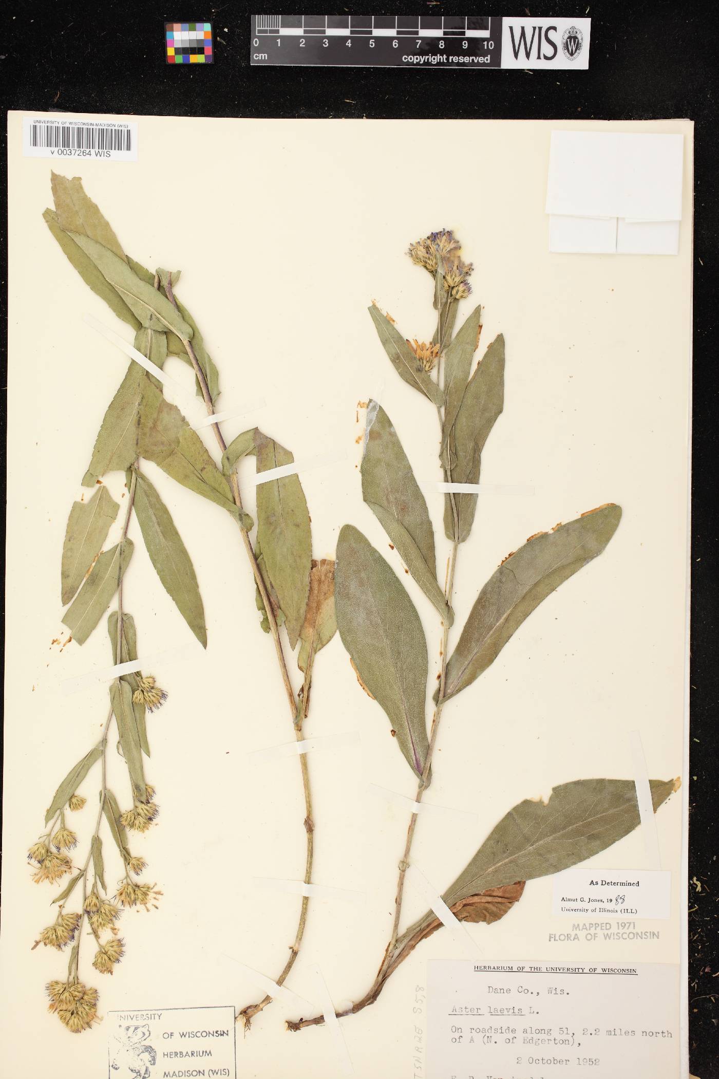 Symphyotrichum laeve image