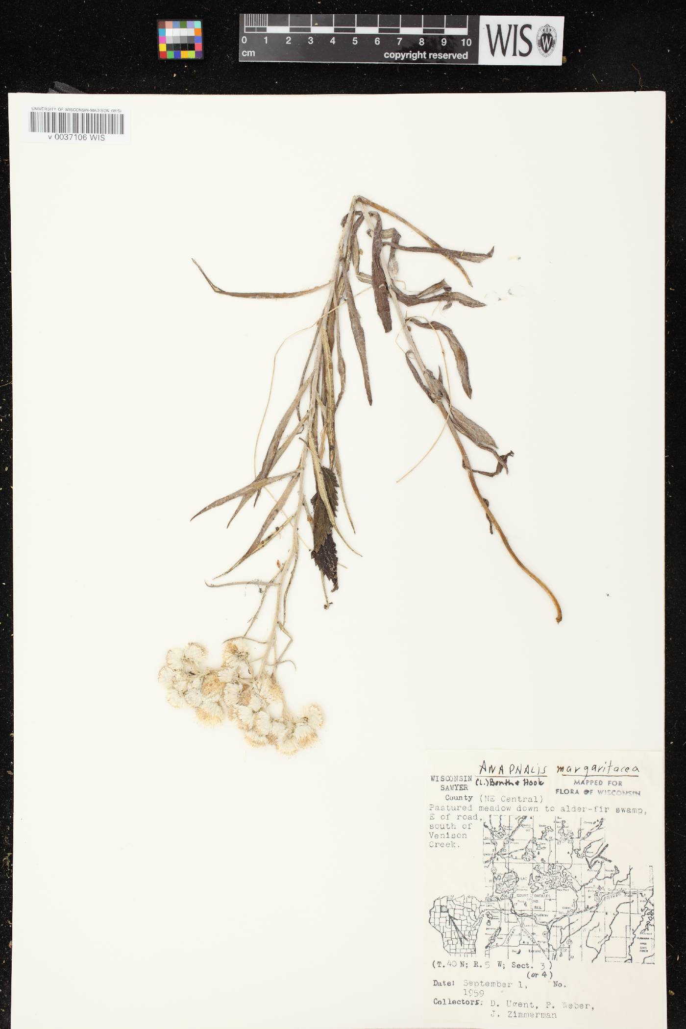 Anaphalis margaritacea image