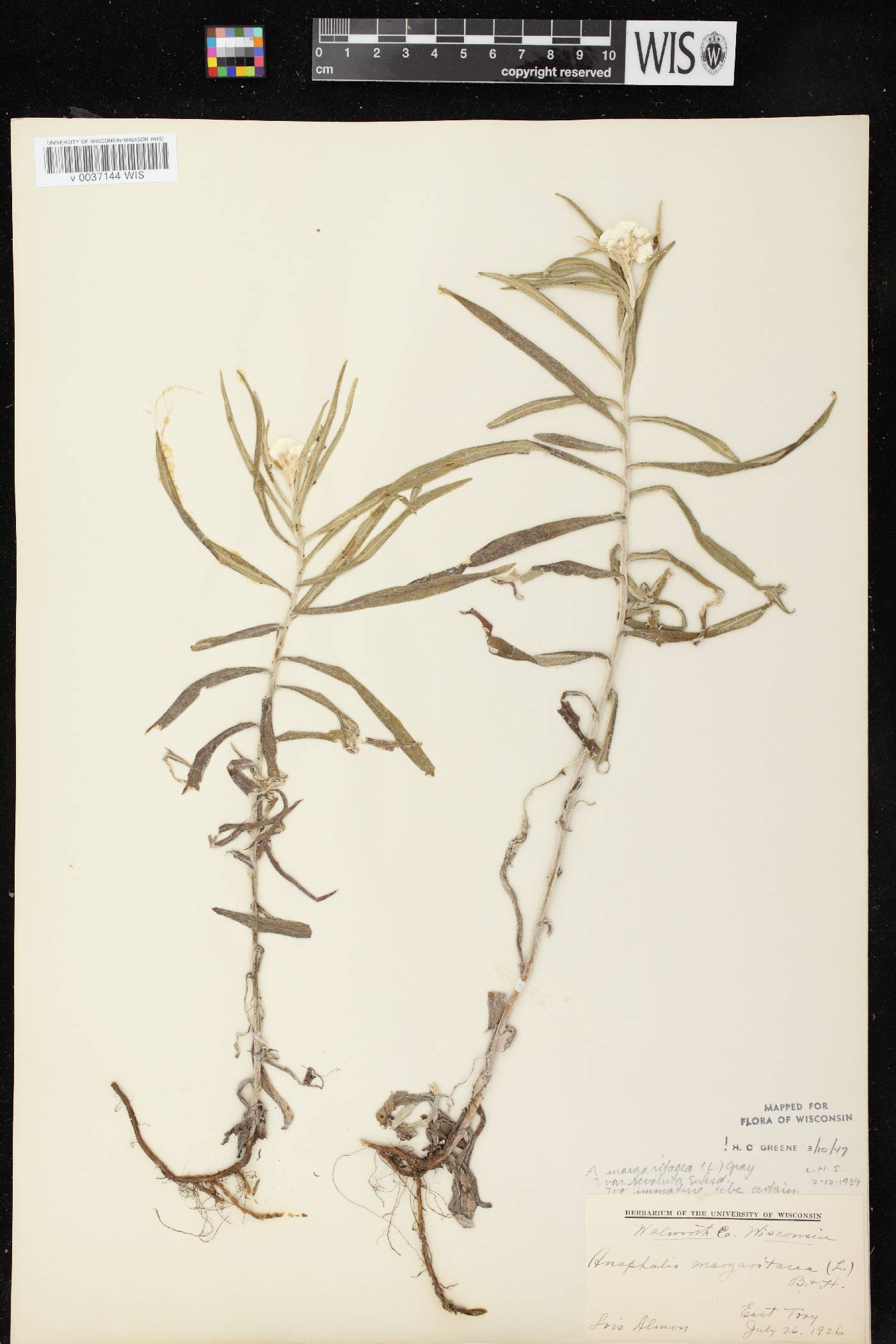 Anaphalis margaritacea image