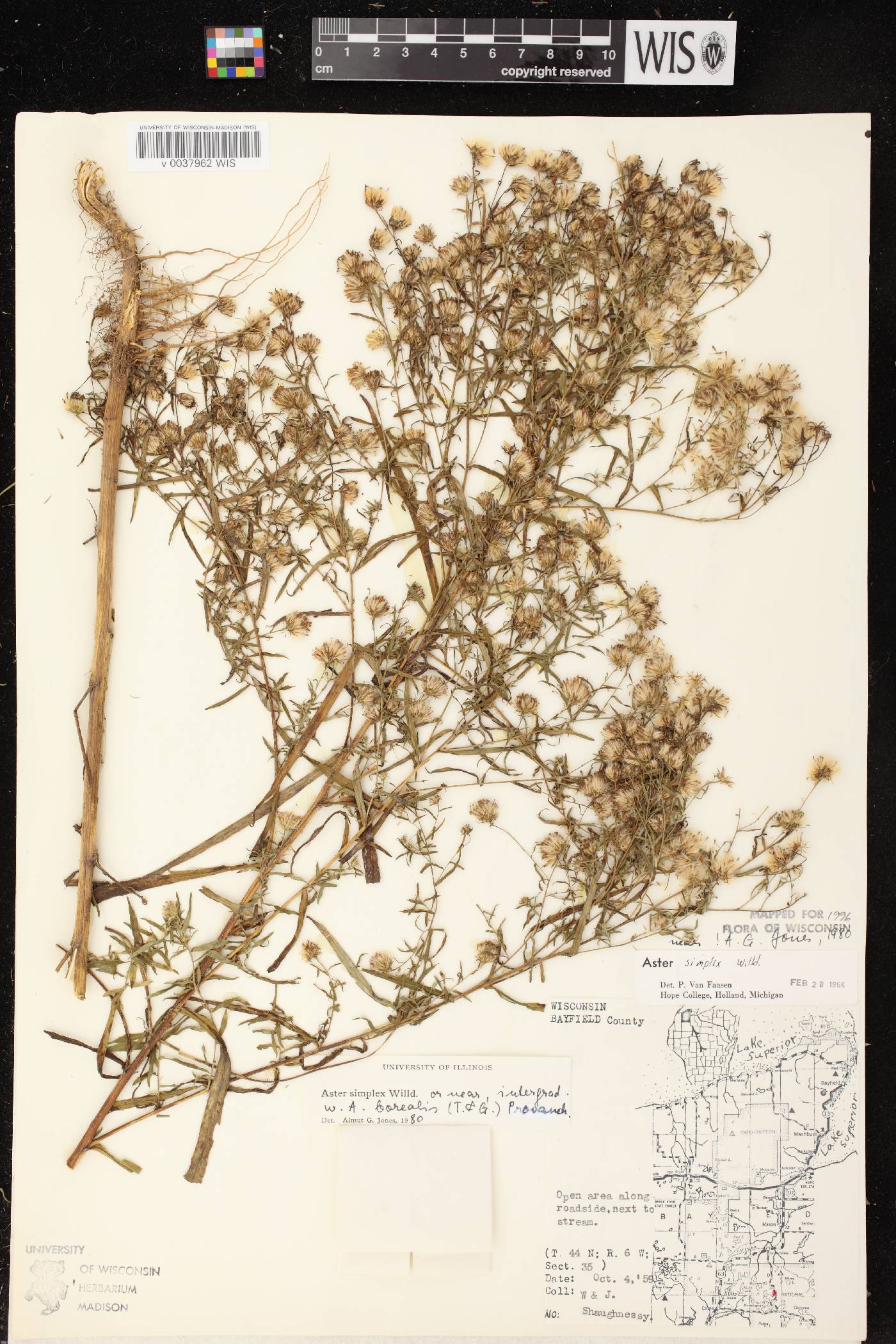 Symphyotrichum lanceolatum image