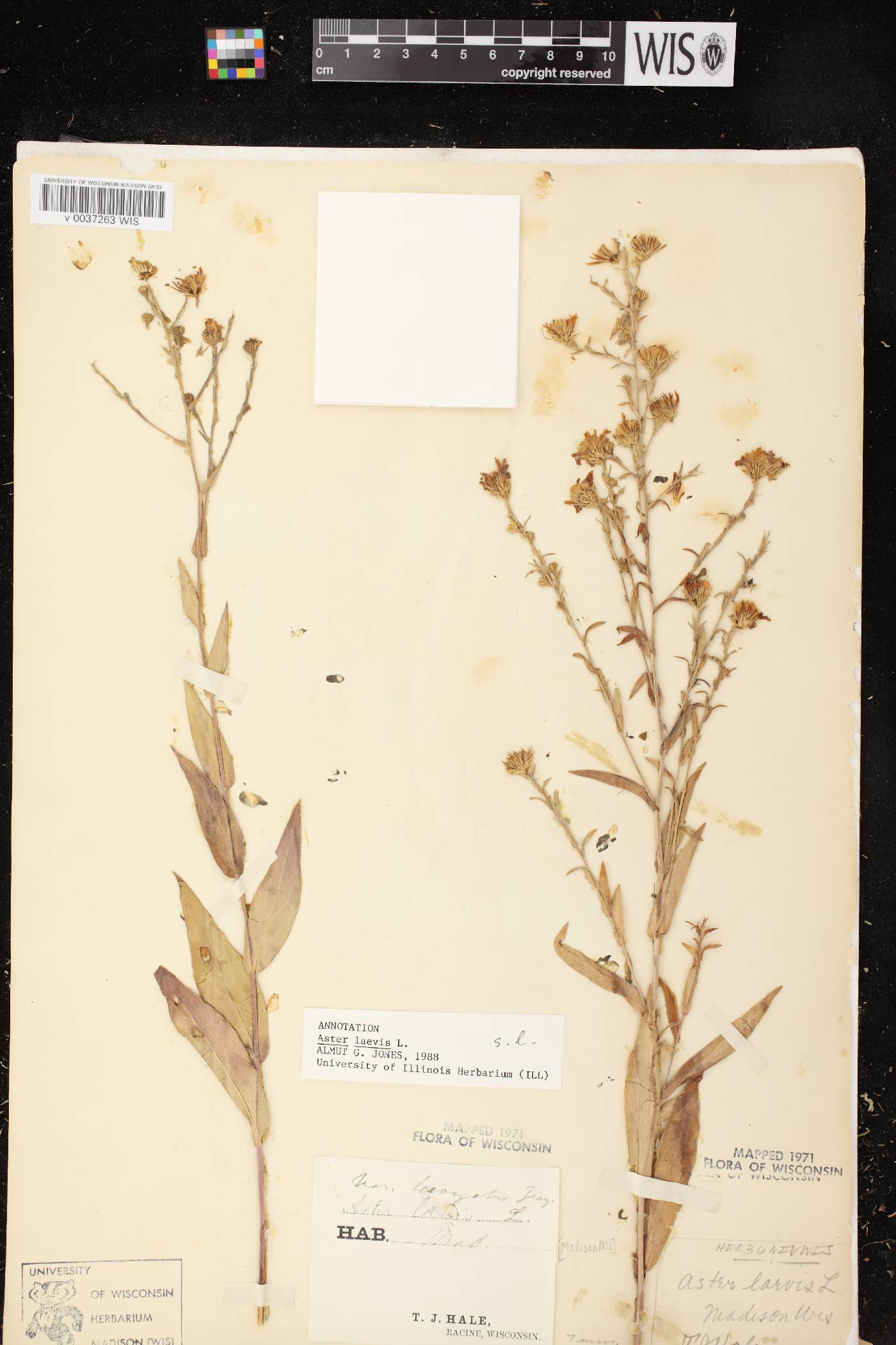 Symphyotrichum laeve image