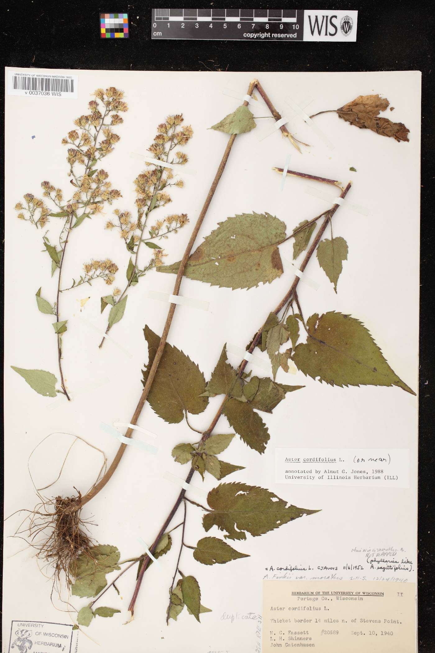 Symphyotrichum cordifolium image