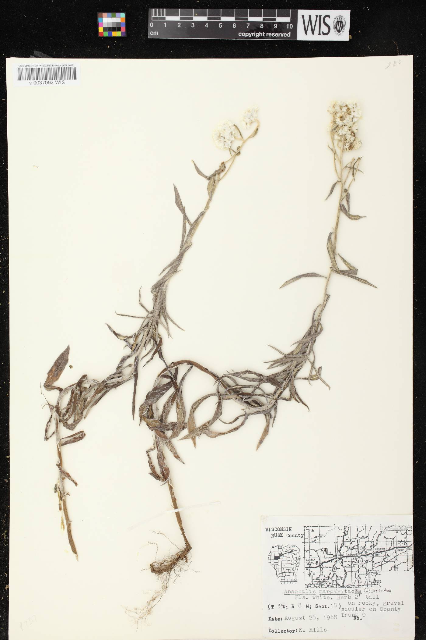 Anaphalis margaritacea image