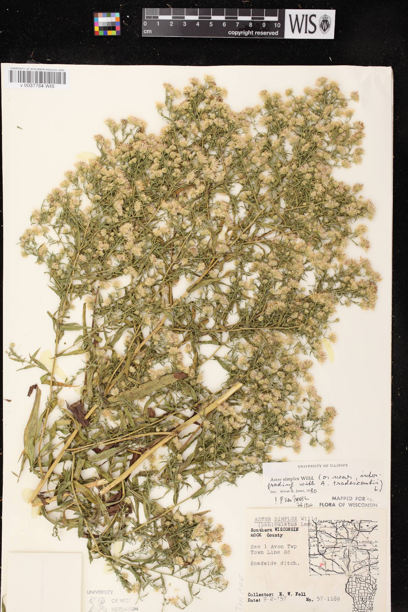 Symphyotrichum lanceolatum var. lanceolatum image