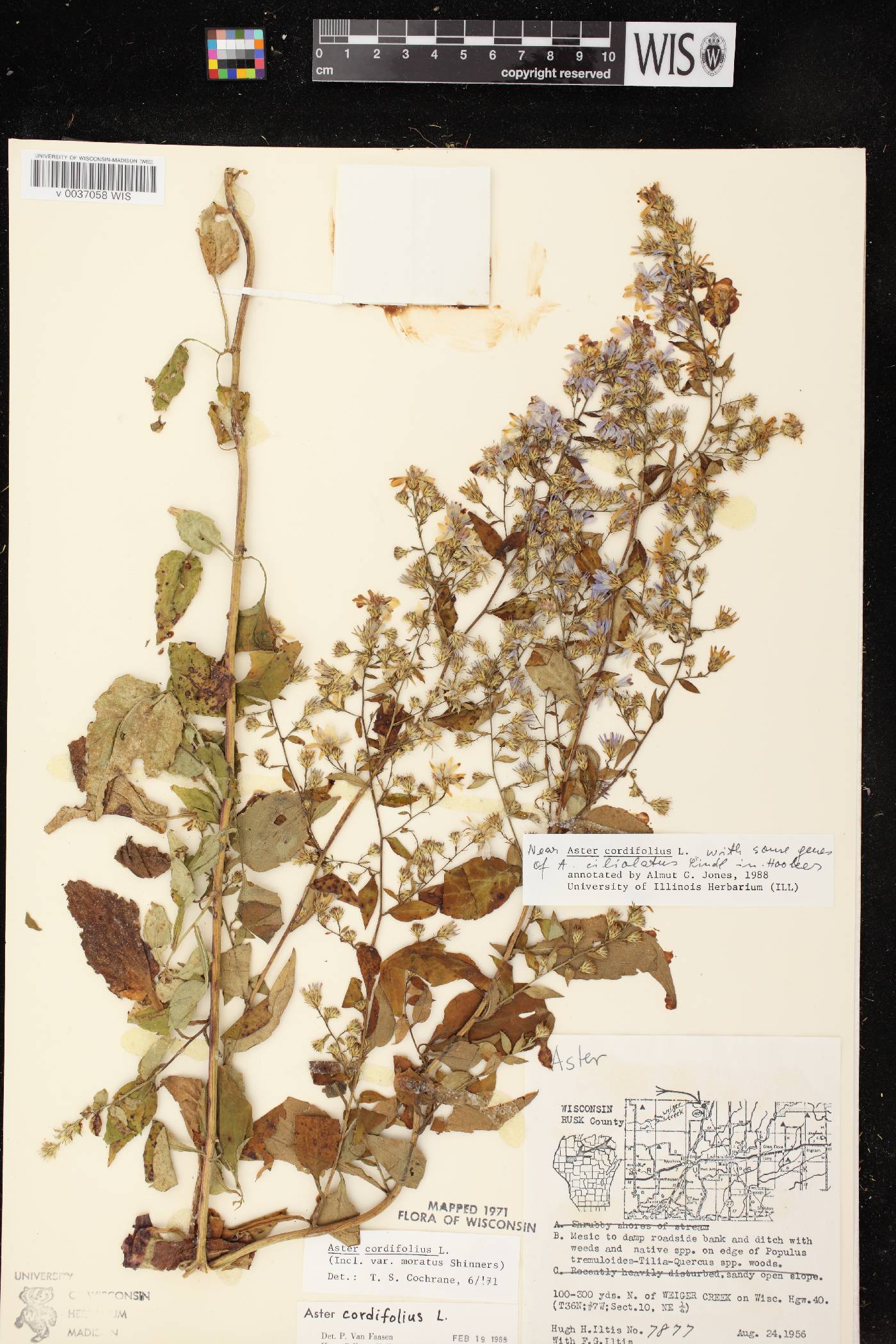 Symphyotrichum cordifolium image