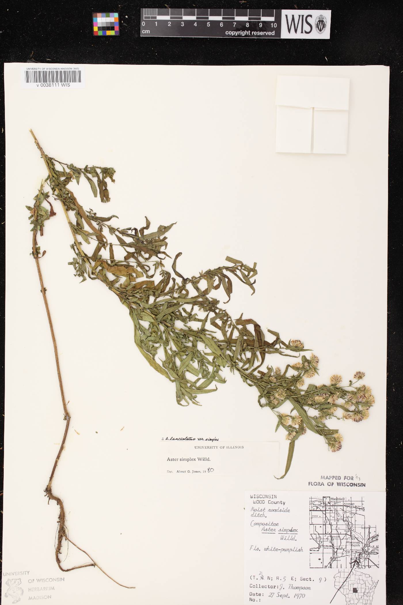 Symphyotrichum lanceolatum var. lanceolatum image