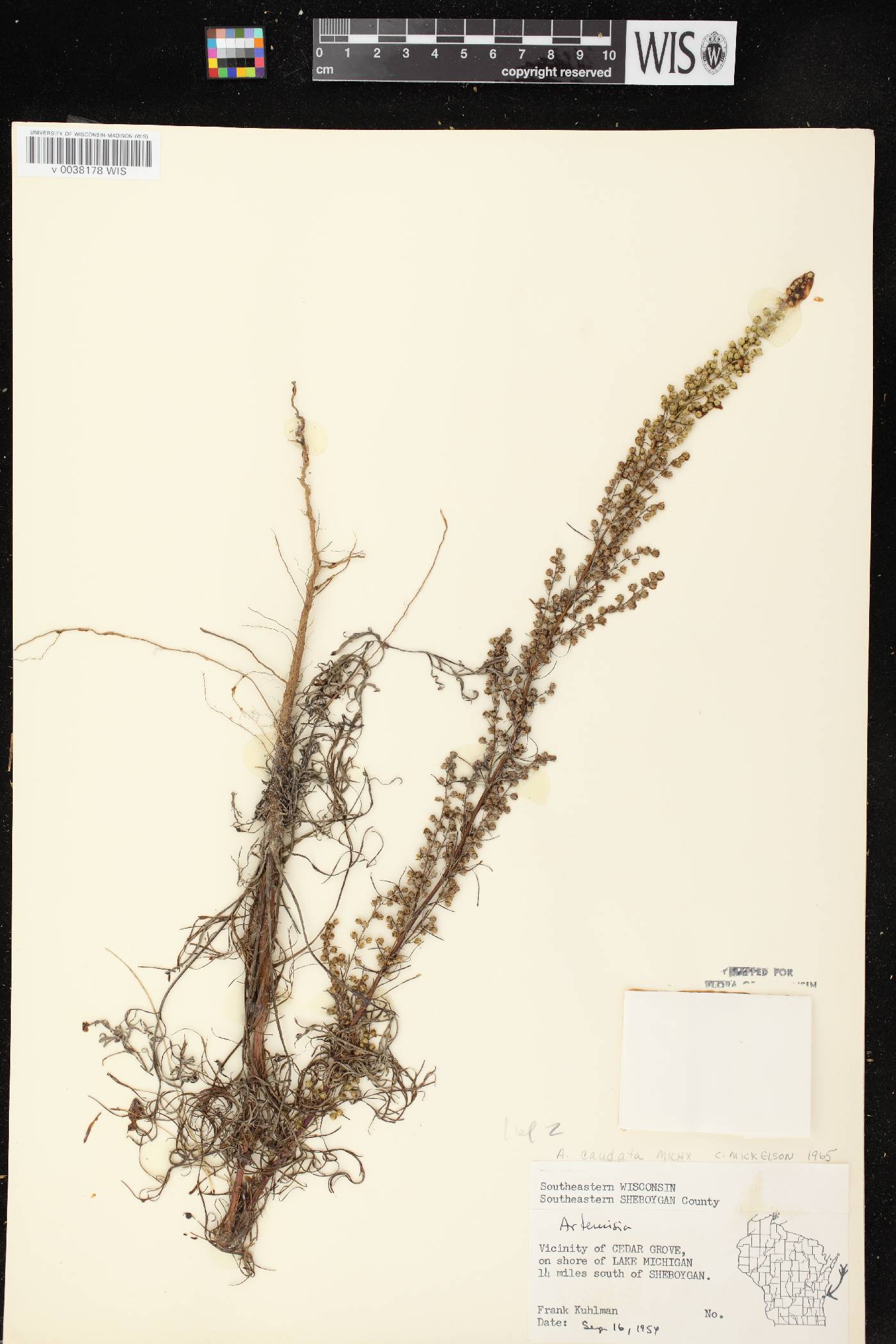Artemisia campestris image