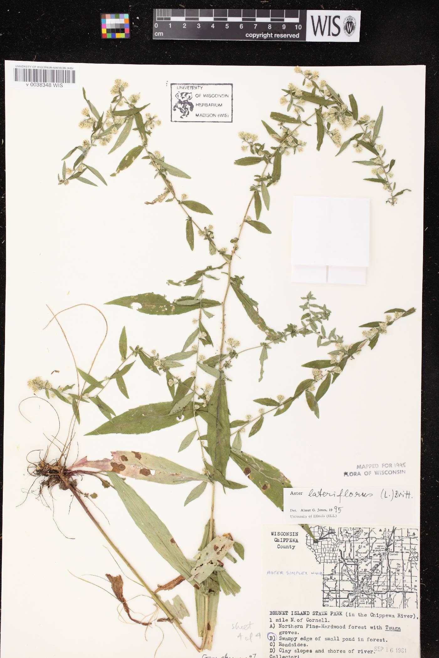 Symphyotrichum lateriflorum image