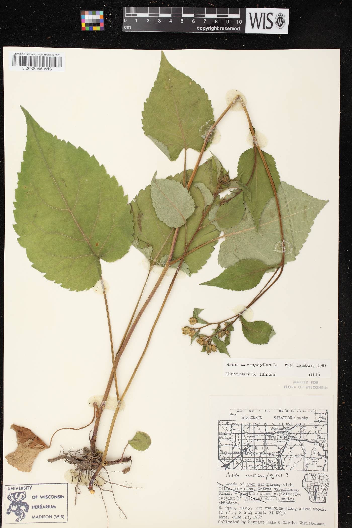Eurybia macrophylla image