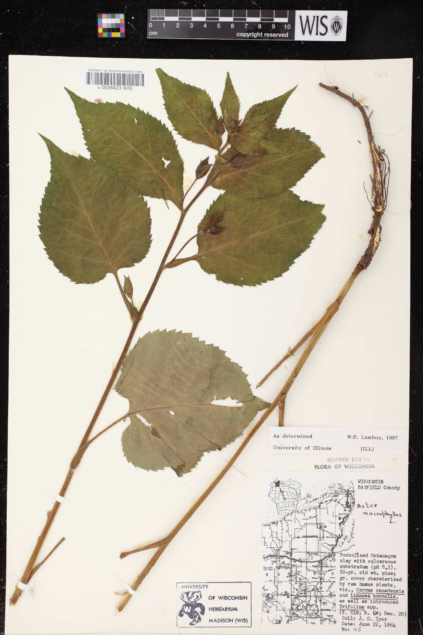 Eurybia macrophylla image