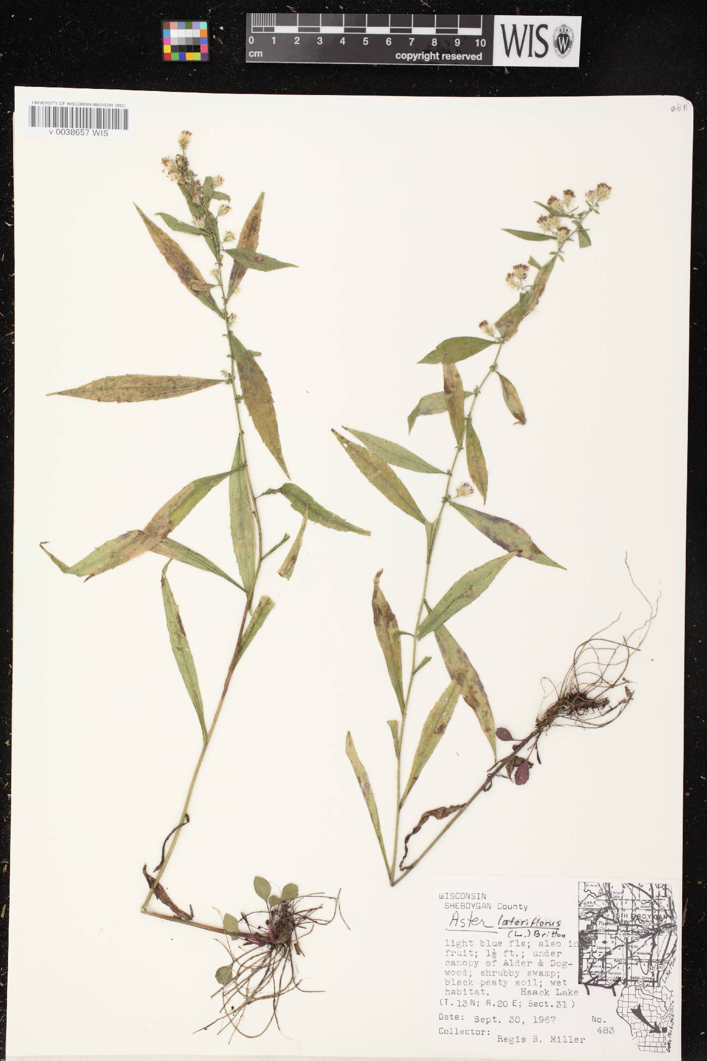 Symphyotrichum lateriflorum image