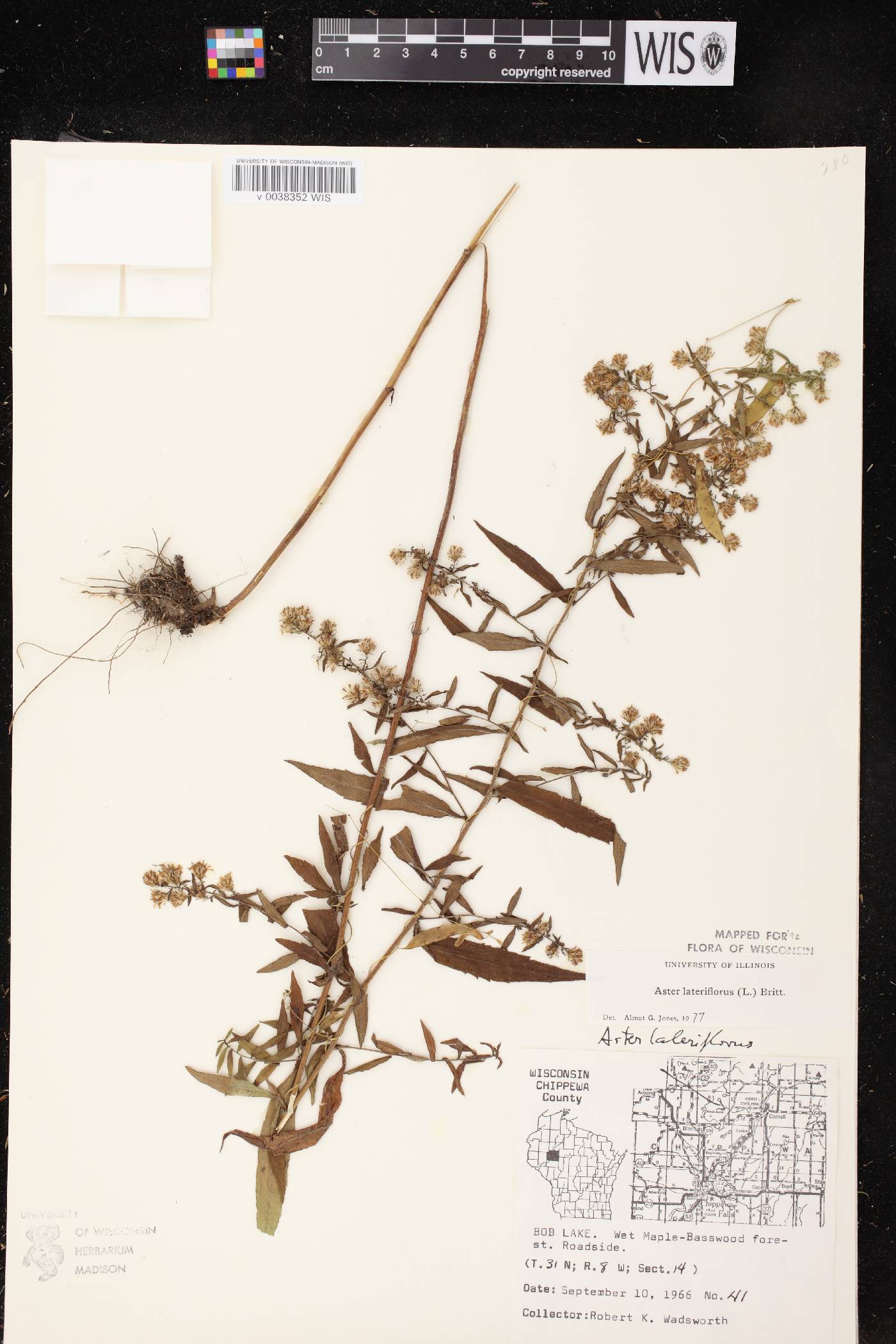 Symphyotrichum lateriflorum image