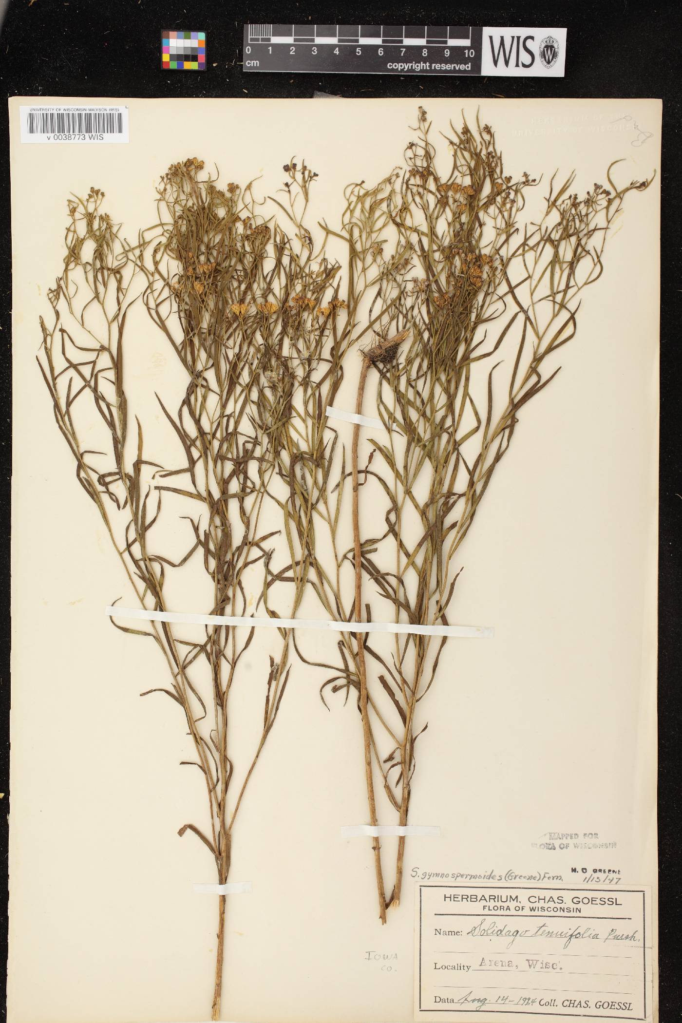 Euthamia gymnospermoides image
