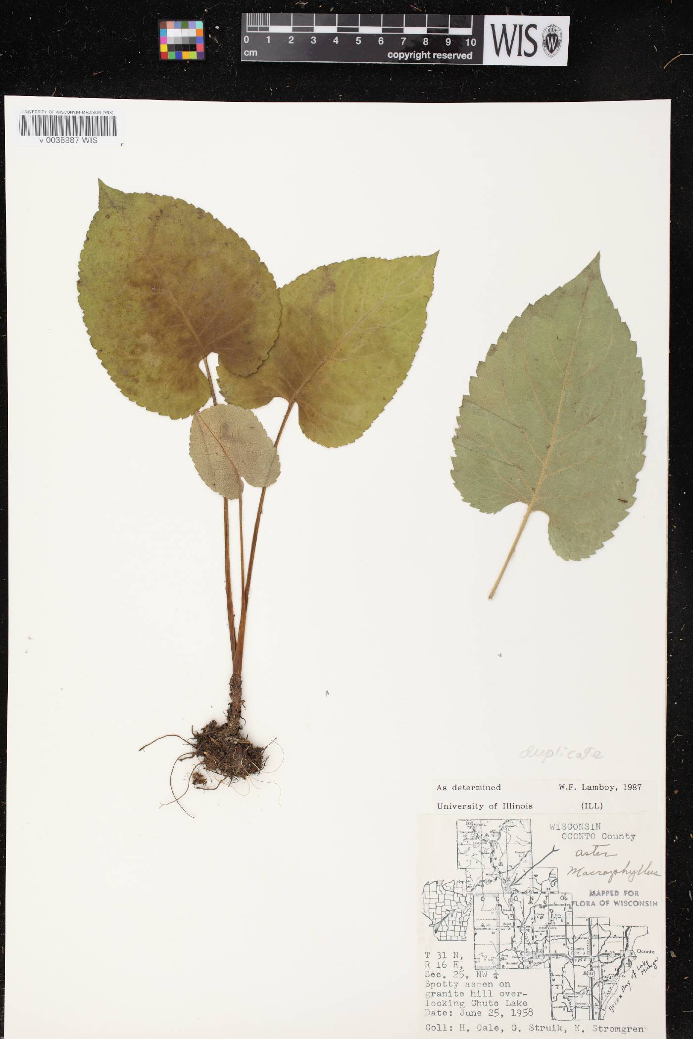 Eurybia macrophylla image