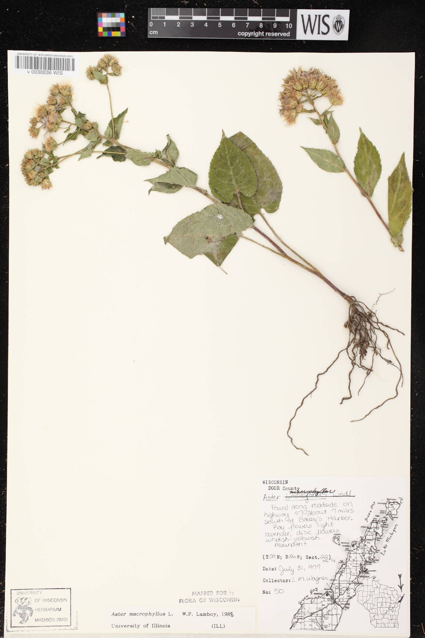 Eurybia macrophylla image